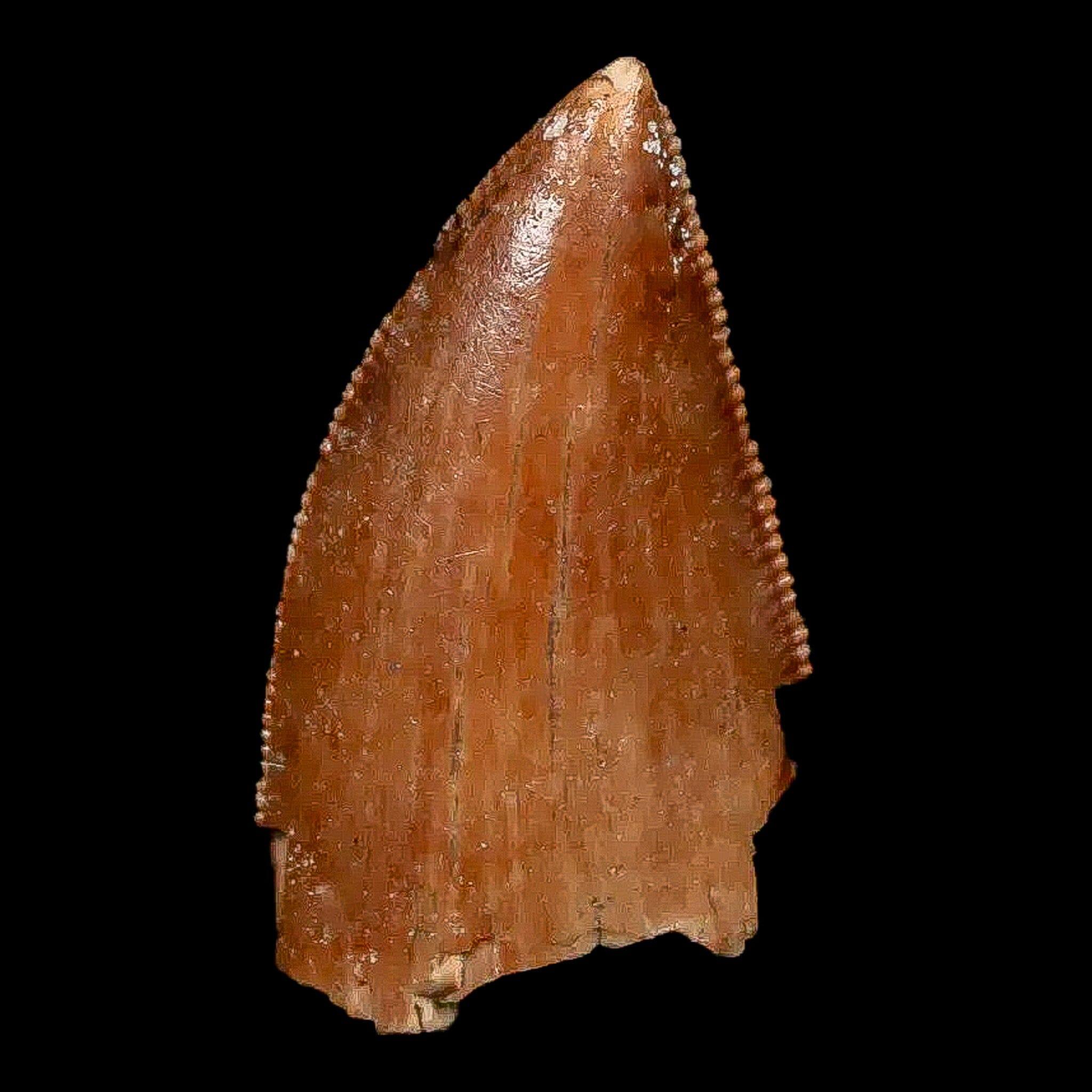 Authentic Majungasaurus Serrated Dinosaur Tooth Fossil - 0.9