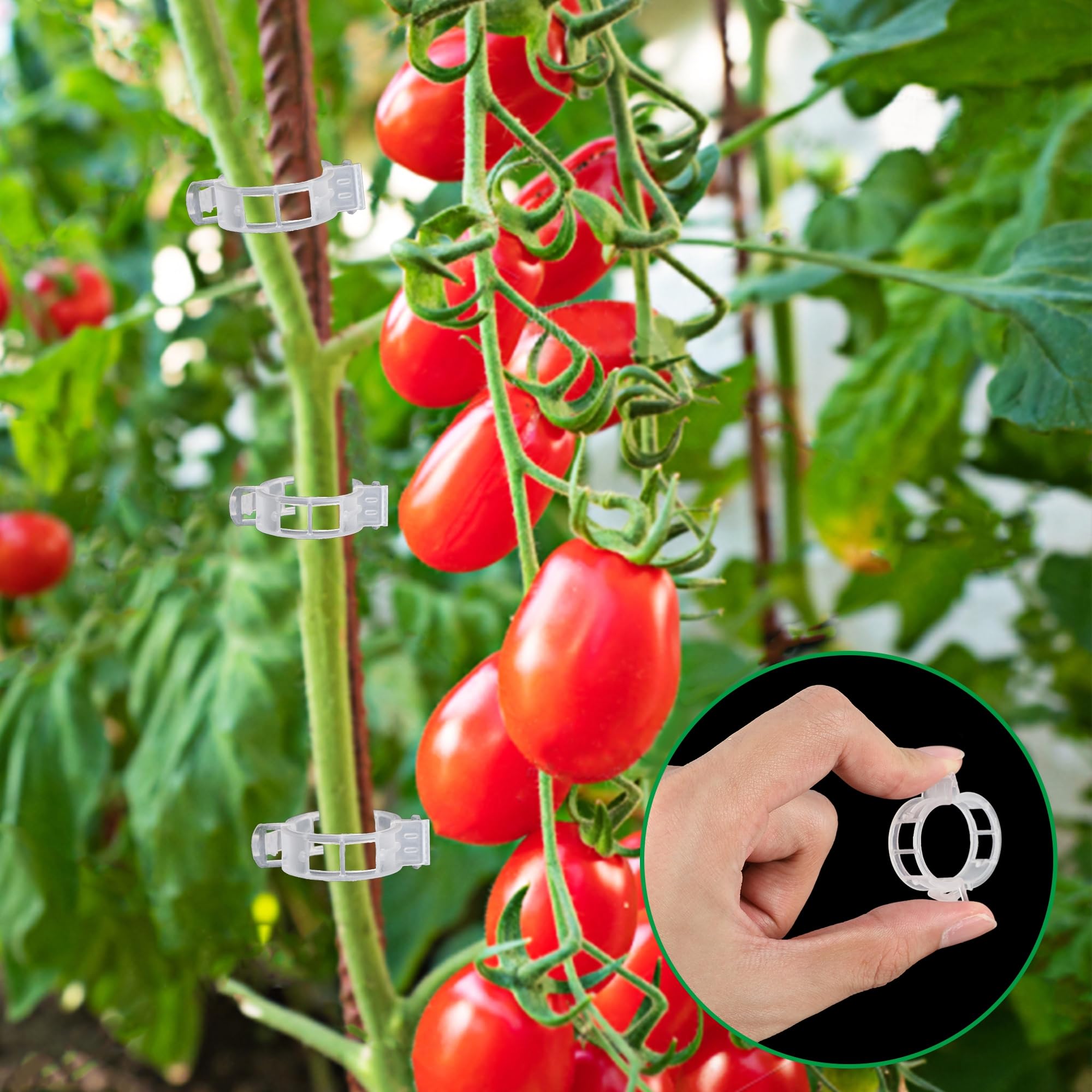 200 Pcs Clear Plastic Tomato Clips for String Trellis - Plant Support Clips for Climbing Plants, Tomato & Grape Vines - Ideal for Vertical Growth in Home Gardens & Greenhouses