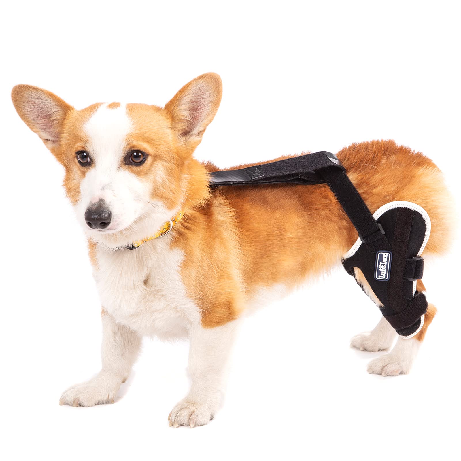 LufeLux Dog Knee Brace for Torn ACL & CCL Injury - Adjustable Aluminum Splint Support for Patella Luxation, Arthritis & Joint Pain - X-Small Left Hind Leg Brace (Ideal for Small Dogs Post-Surgery & Active Recovery)