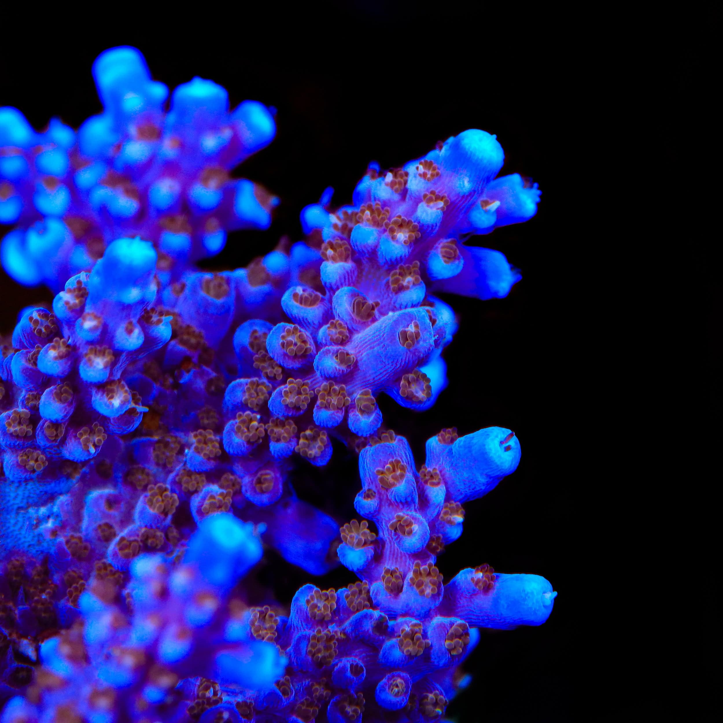 ARC Fireworks Acropora Coral for Saltwater Aquariums - Vibrant Live Coral for Reef Tanks & Marine Aquascaping