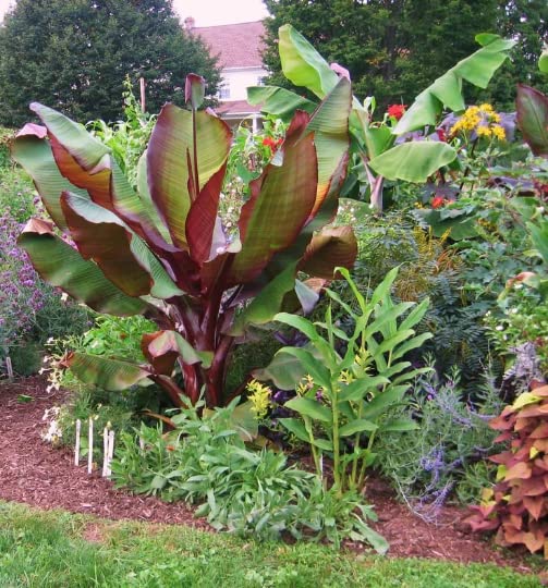 Red Abyssinian Banana Tree (Ensete maurelii) - 4 Inch Potted Tropical Plant - Cold Sensitive - Perfect for Indoor Decor & Outdoor Landscaping