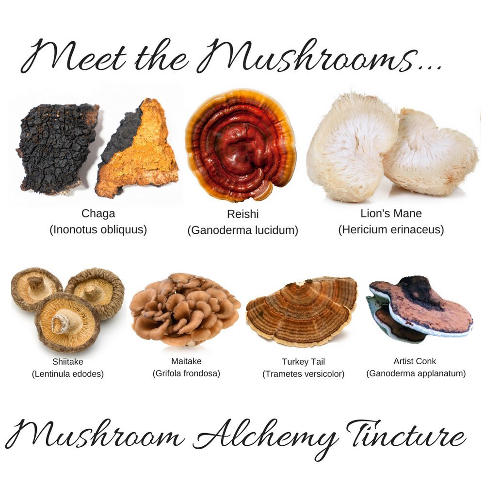Premium 7 Medicinal Mushroom Tincture Blend - Reishi, Turkey Tail, Maitake, Shiitake, Lion's Mane, Artist Conk & Chaga (1 fl oz) | Organic Immune Support & Cognitive Boost | Perfect for Daily Wellness, Stress Relief & Natural Energy
