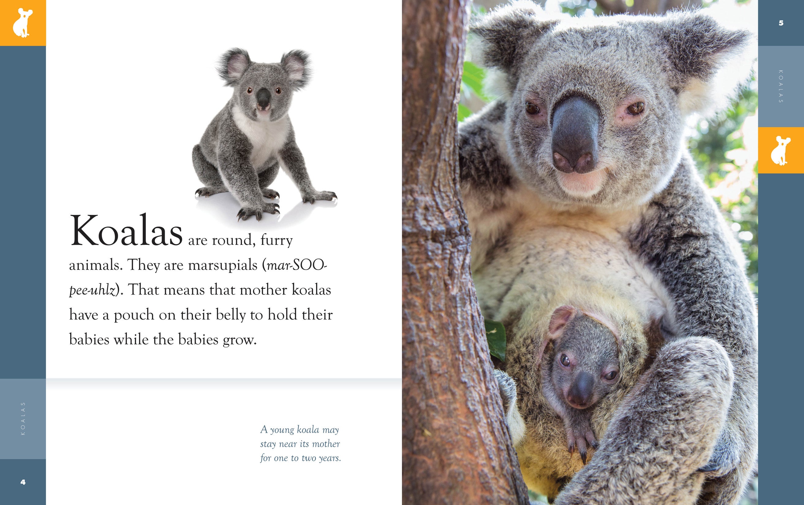 Koalas Book 9781640265142 - Learn About Koalas, Wildlife, and Conservation - Perfect for Kids, Nature Lovers, and Educational Use