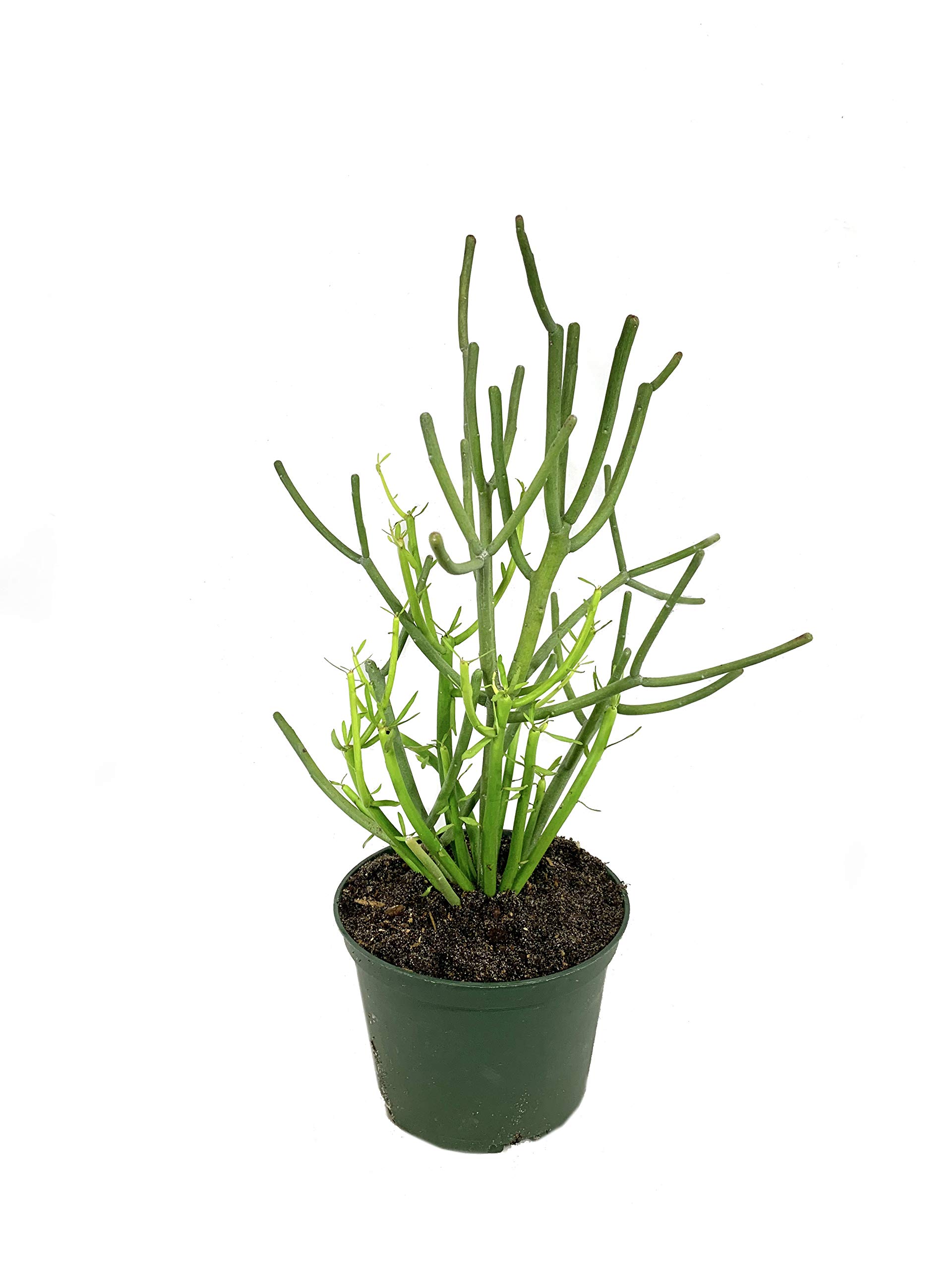 Pencil Cactus (Euphorbia Tirucalli) - 3 Live Succulent Plants in 6 Inch Pots - Low Maintenance Indoor Outdoor Houseplant for Home, Office, and Garden Decor