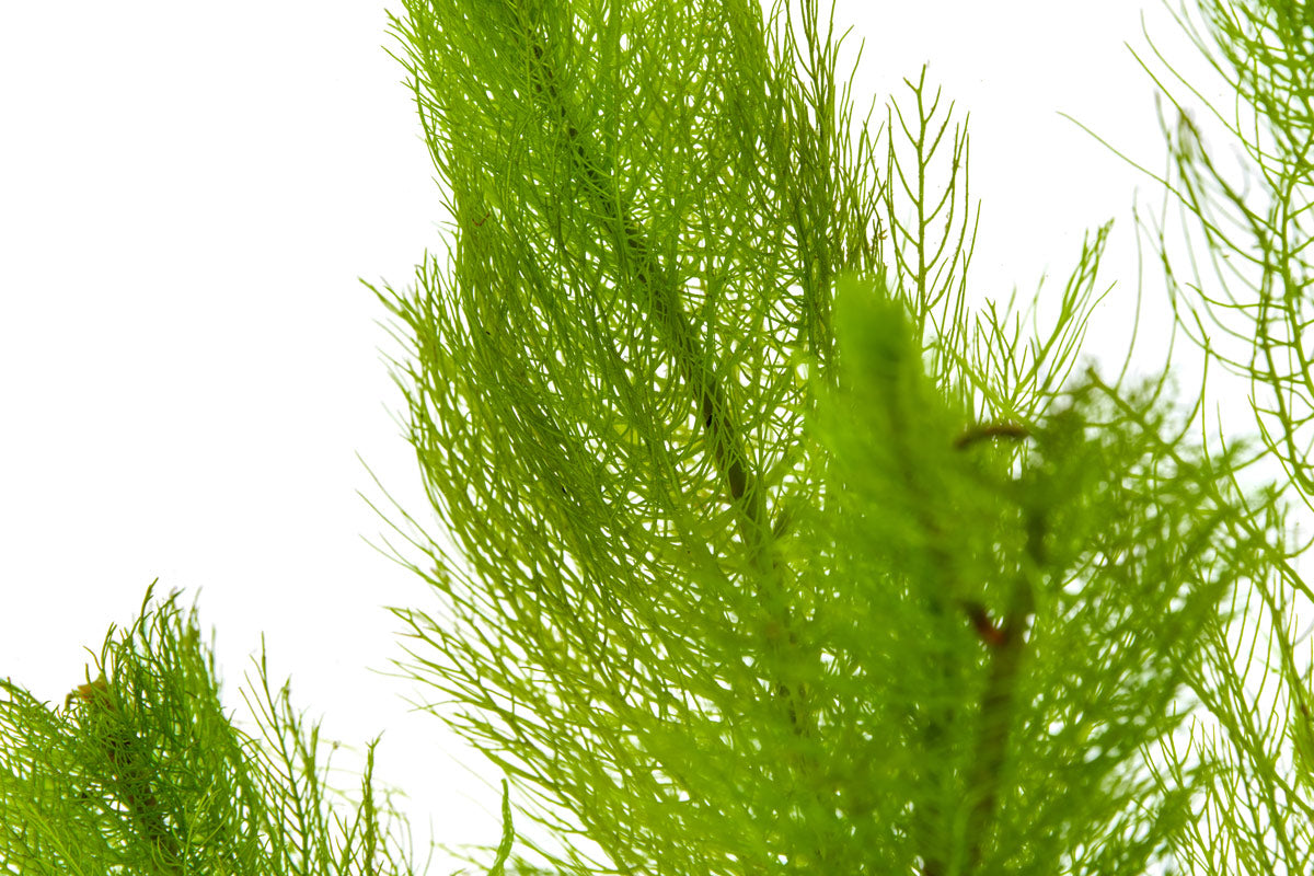 Buy Myriophyllum Tetrandrum Online | Freshwater Aquarium Plants for Fish Tanks | Perfect for Aquatic Landscaping & Oxygenation