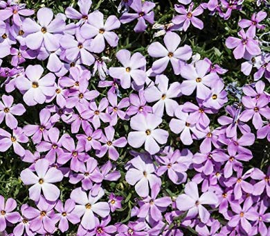 Mountain Phlox Flower Seeds - 1000+ Non-GMO Heirloom Seeds (Phlox austromontana) by Isla's Garden Seeds for Rock Gardens, Borders & Wildflower Landscapes