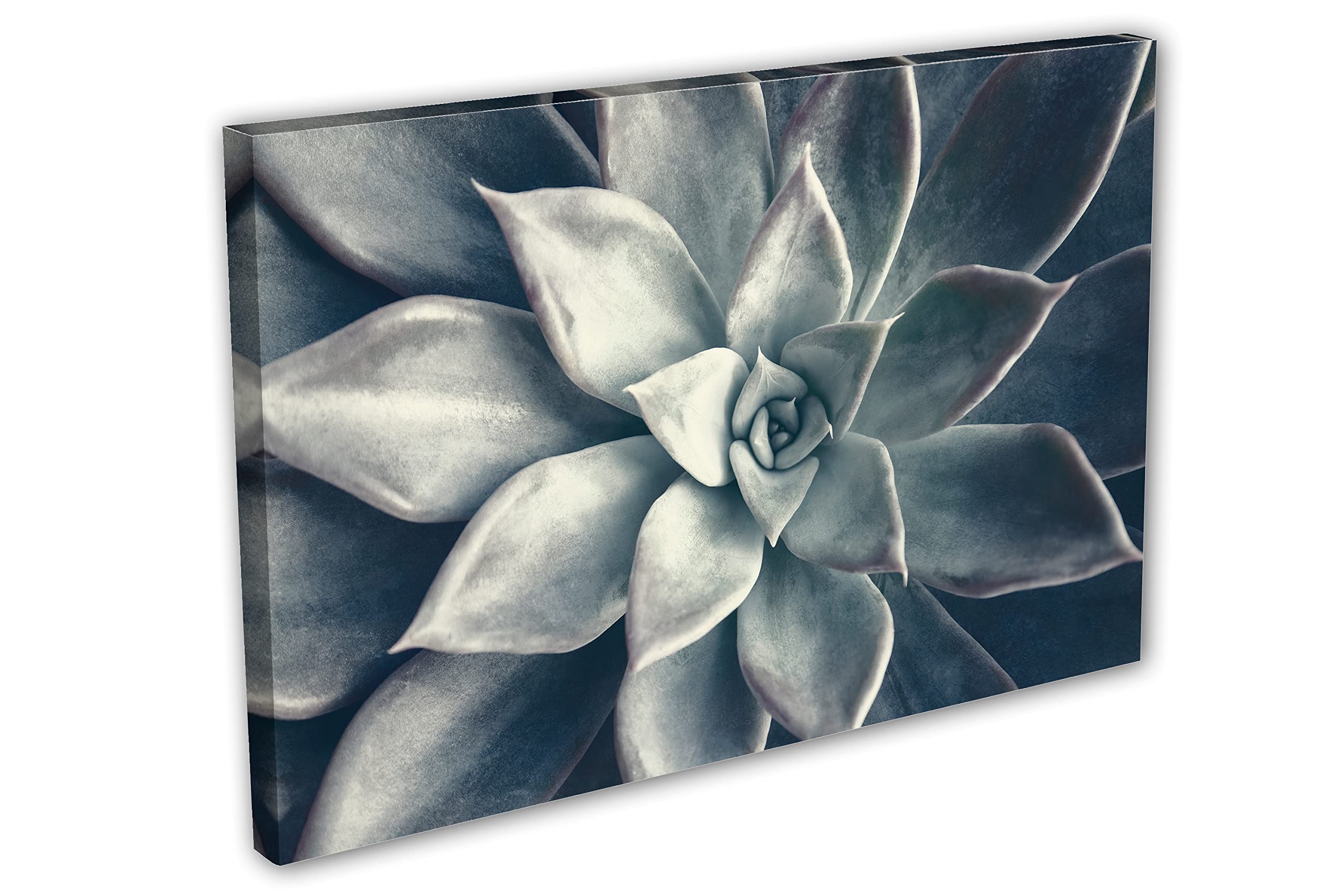 30x20 Echeveria Succulent Canvas Print - Dark Teal Botanical Plant Wall Art Decor for Living Room, Bedroom & Office