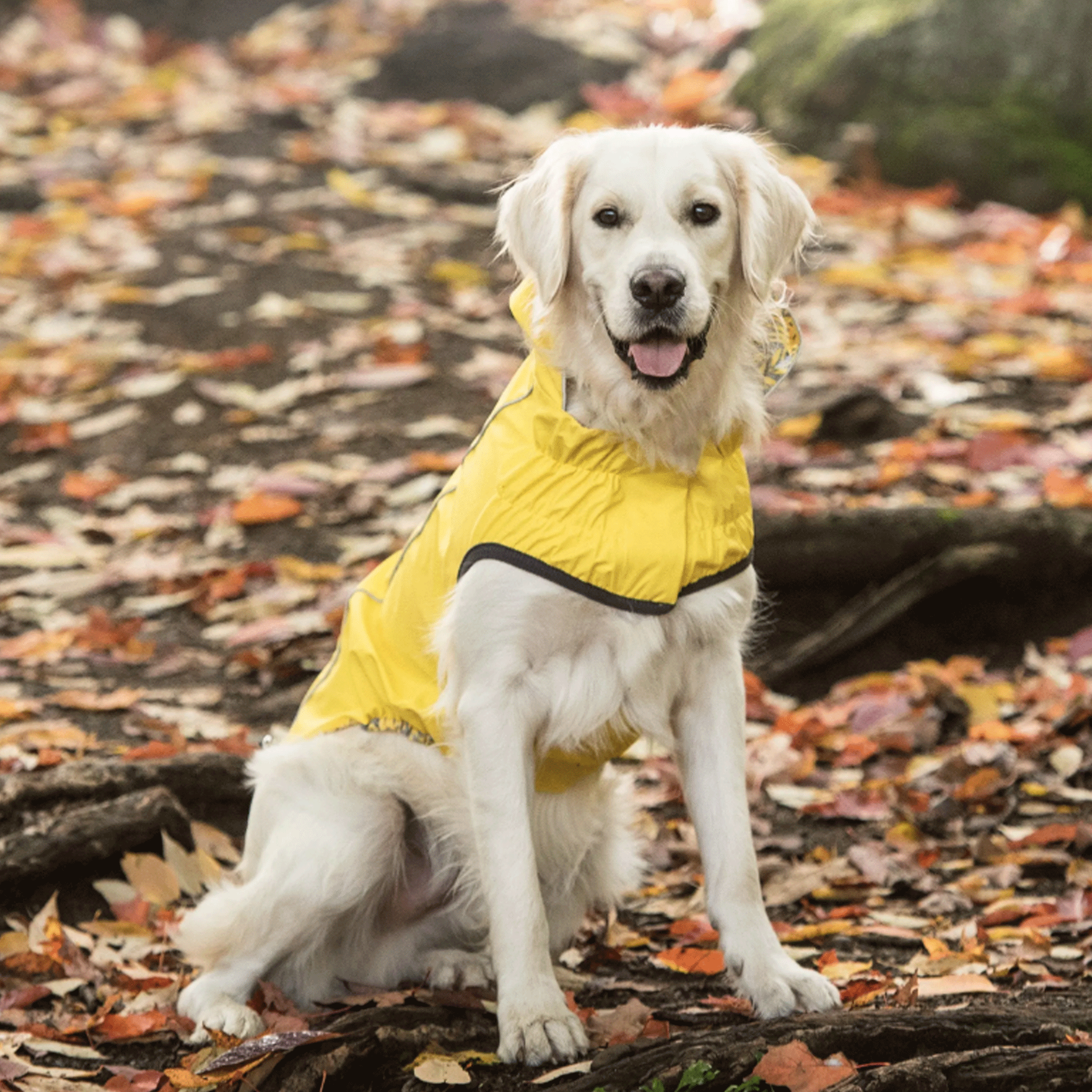 Waterproof Reversible Dog Raincoat - Yellow & Blue for Small to Large Dogs - Perfect for Outdoor Walks & Rainy Day Adventures