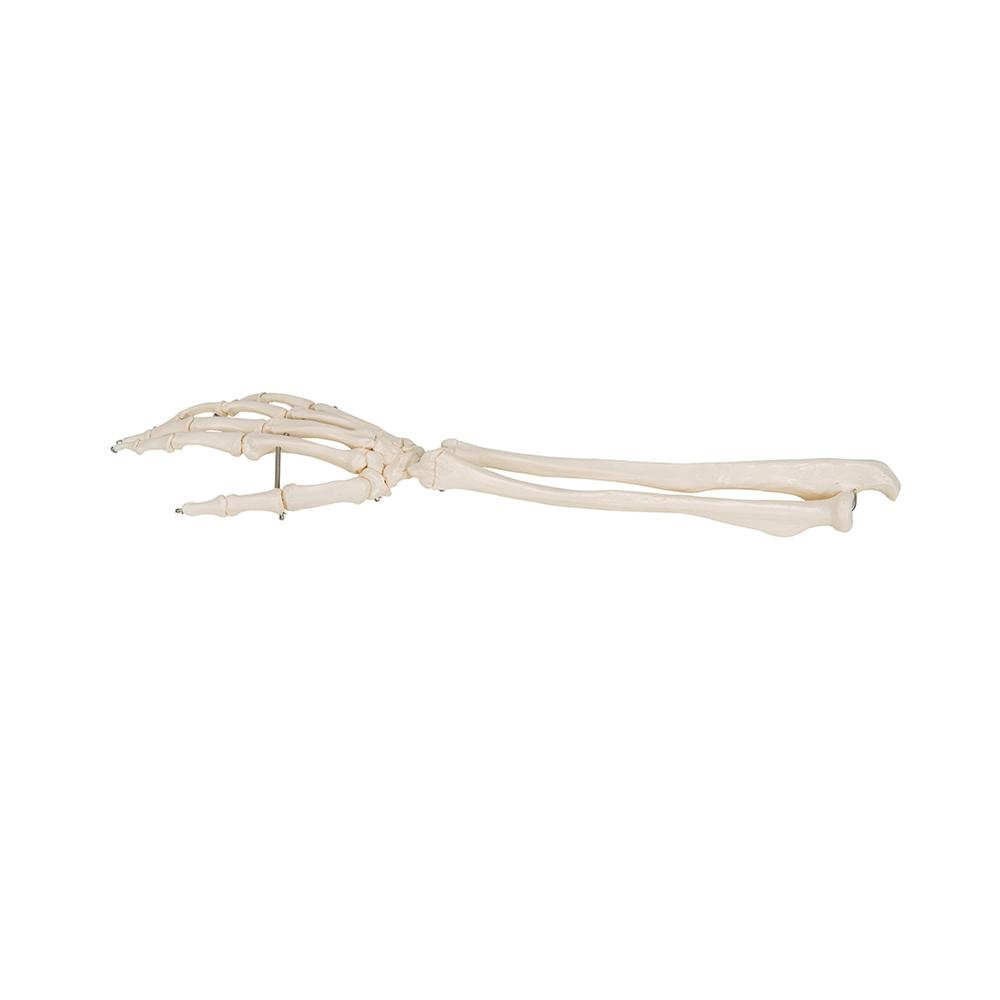 Realistic Human Hand Skeleton Model with Ulna & Radius Bones - Perfect for Anatomy Study, Medical Education & Halloween Decor