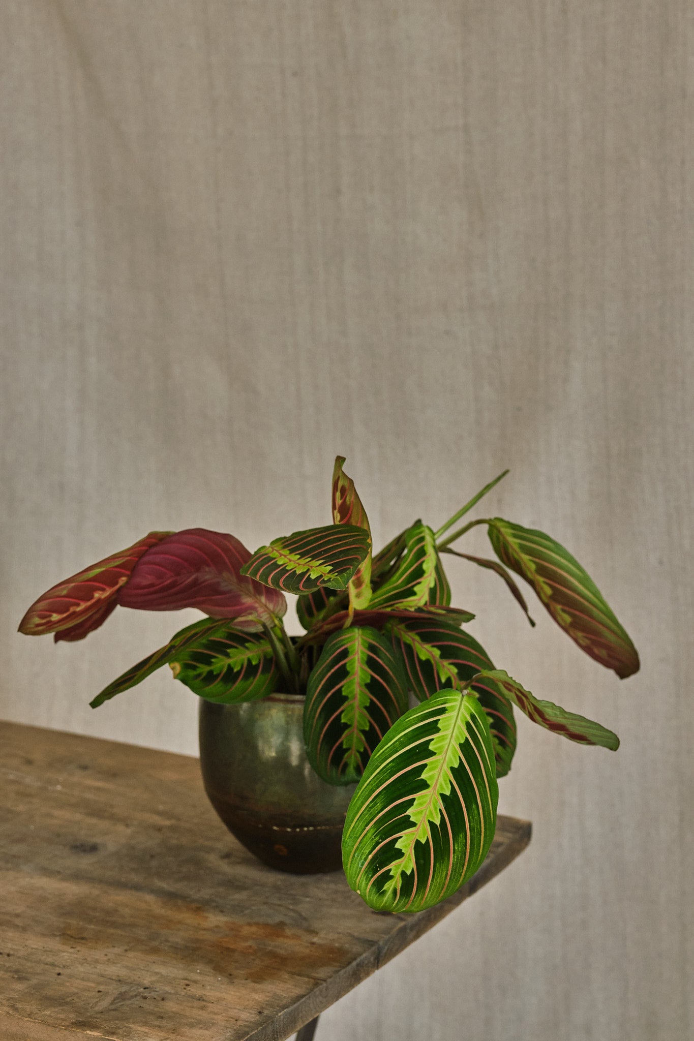 Maranta Leuconeura 'Fascinator' Prayer Plant - Live Indoor Houseplant for Home & Office Decor - Perfect for Low Light Spaces & Air Purification