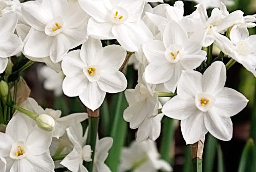 30 Ziva Paperwhite Narcissus Bulbs (13-15cm) - Premium Indoor Narcissus Tazetta for Holiday Forcing & Home Decor - Perfect for Christmas Gifts, Winter Weddings, and Office Desk Plants