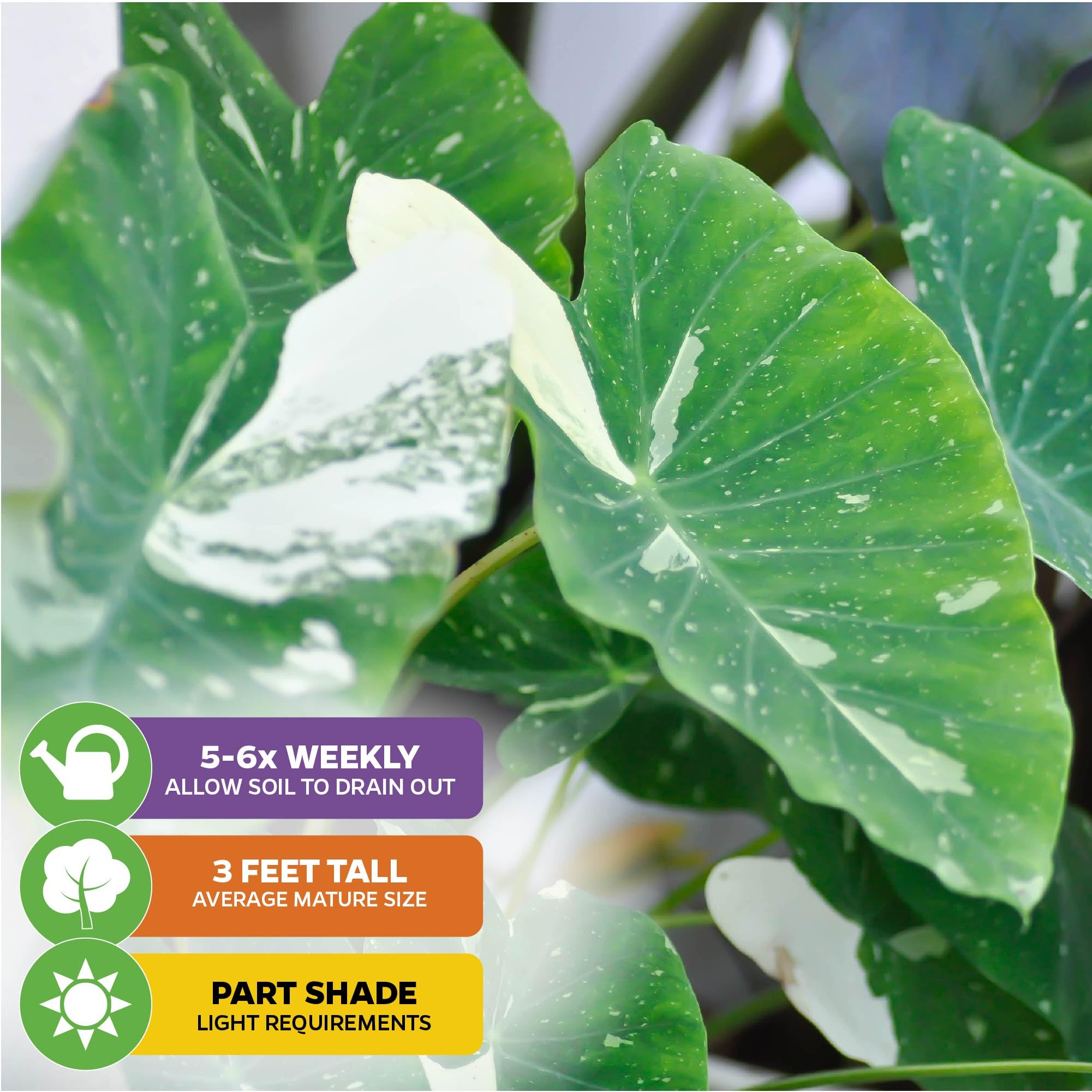 Live Colocasia Esculenta Elephant Ear Plant - Tropical Garden Bulbs for Outdoor Planting | Vibrant Foliage for Poolside Landscaping, Patio Decor & Backyard Gardens