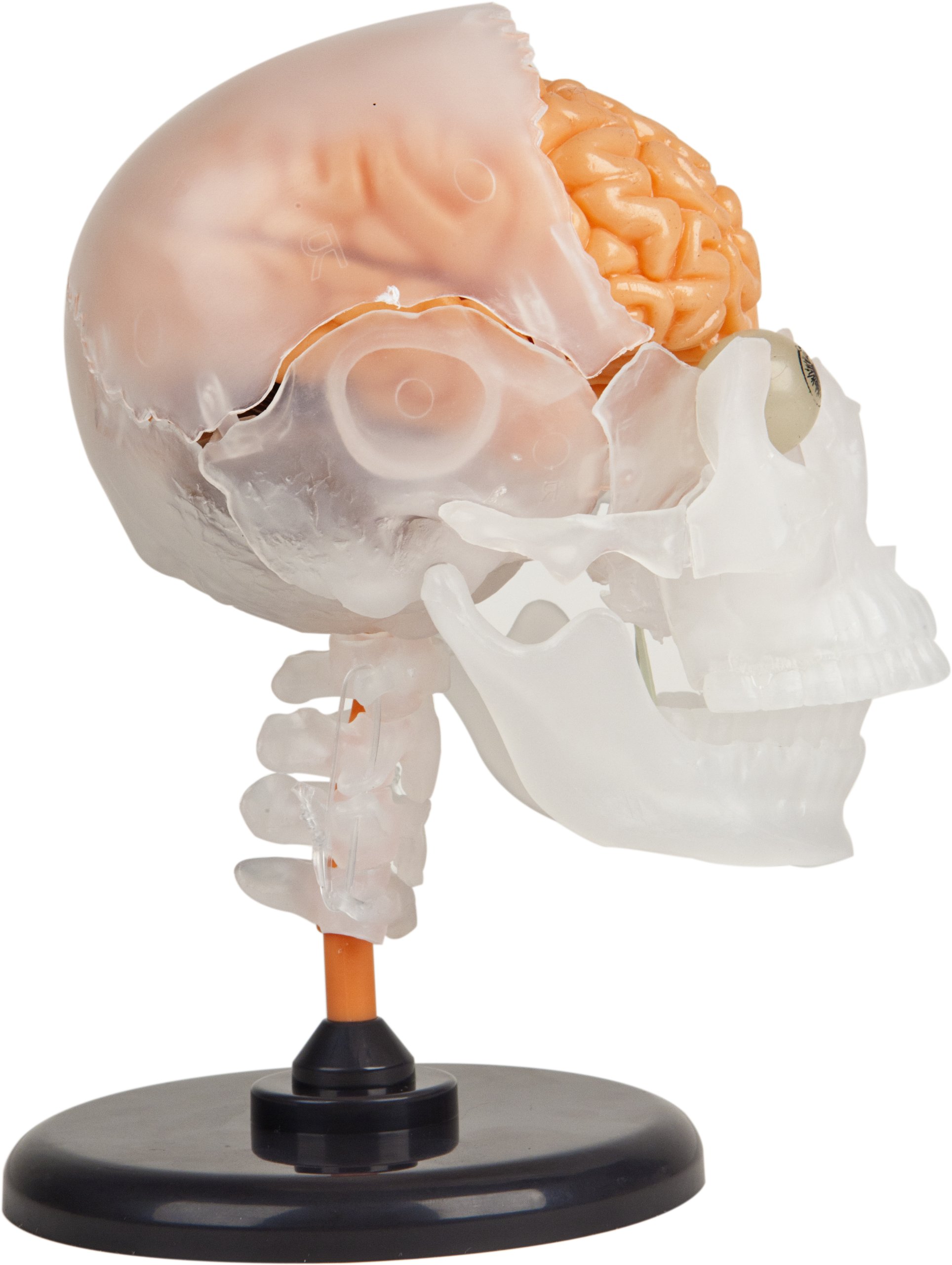 SmartLab Toys The Amazing Squishy Brain - Educational STEM Toy for Kids, Realistic Human Brain Model for Science Learning - Perfect for Classroom, Homeschool & Science Experiments