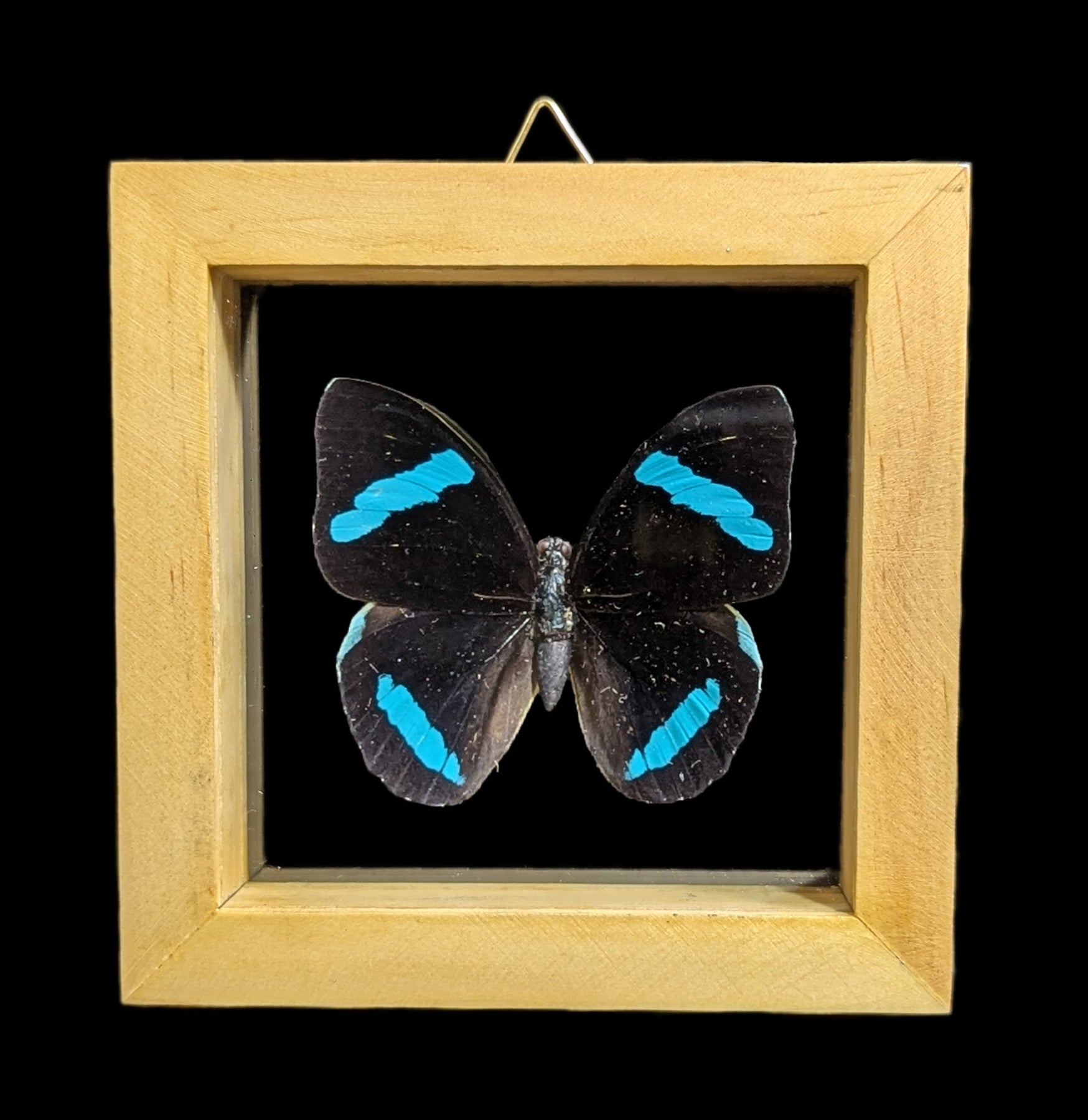Double Glass Framed Butterfly Collection - Real Butterfly Specimens for Home Decor, Wall Art & Nature Lovers