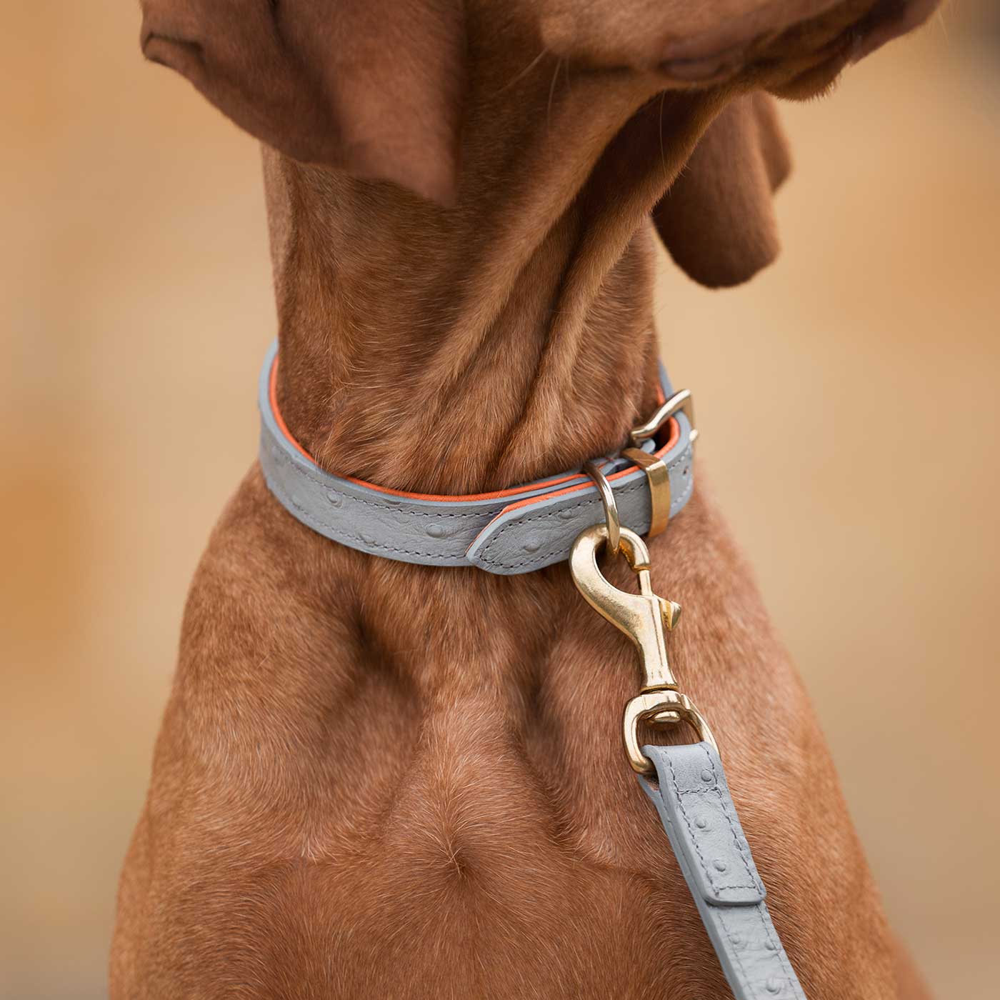Premium Ostrich Leather Dog Leash - Grey & Orange - Durable & Stylish for Large Dogs - Perfect for Walks, Training & Outdoor Adventures - by Lords & Labradors
