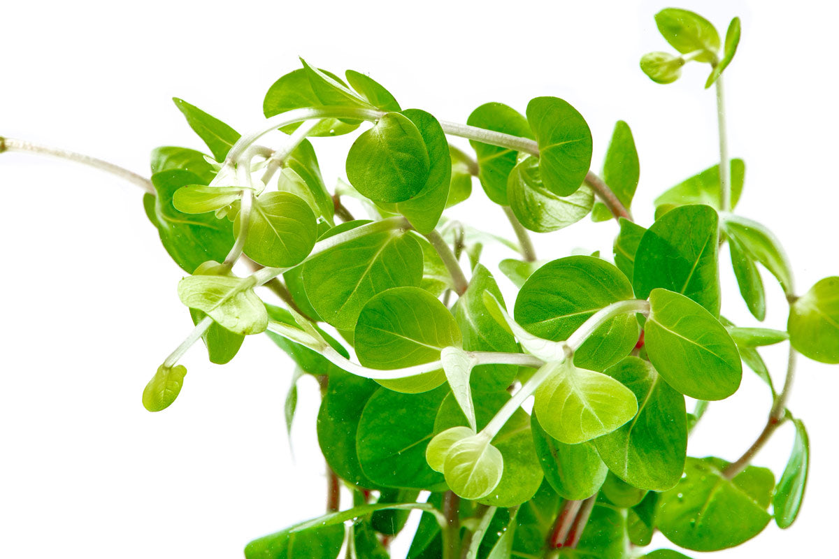 Rotala Ceylon Live Aquarium Plant - Freshwater Aquatic Stem Plant for Fish Tanks, Aquascaping & Planted Aquariums - Perfect for Shrimp Tanks, Nano Tanks & Low-Tech Setups