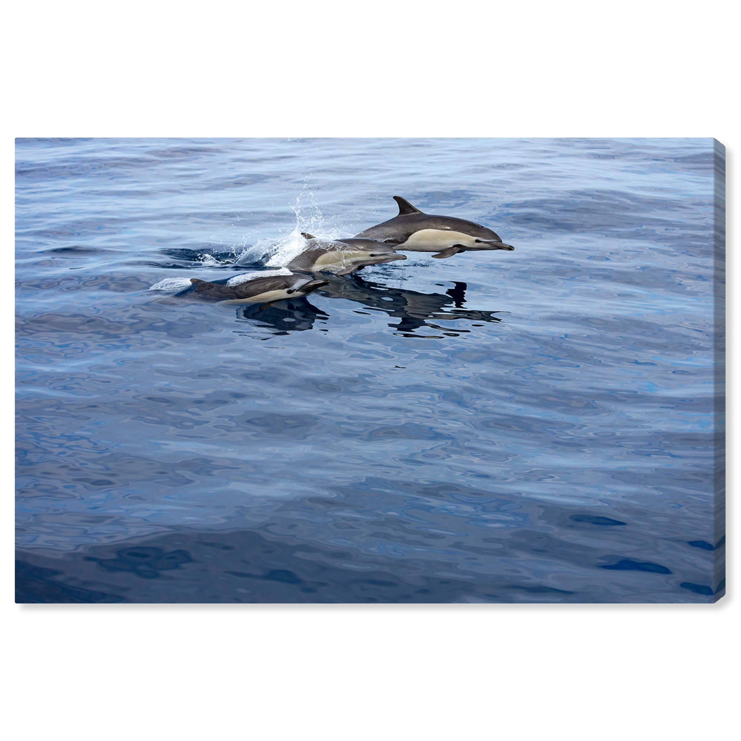 Oliver Gal Artist Co. Nautical Coastal Wall Art Canvas Print - 'Common Dolphin Mexico by David Fleetham' - 36x24 Inch Gray Blue Ocean Themed Home Decor - Perfect for Beach House, Living Room & Office Wall Decoration