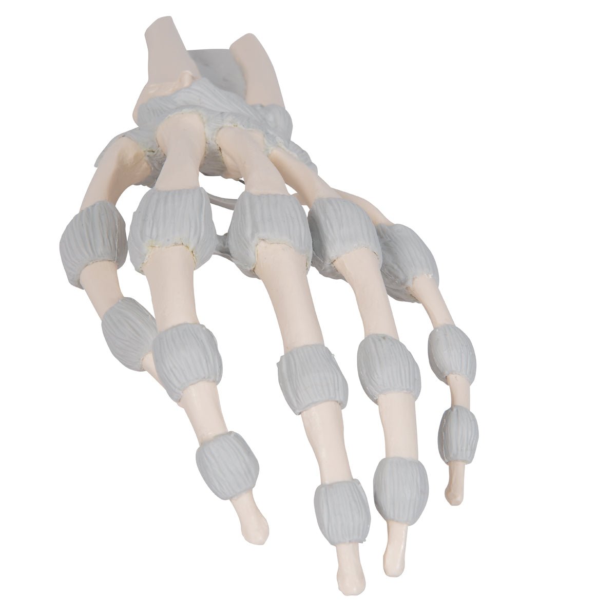 Hand Skeleton Model with Elastic Ligaments - Anatomical Study Tool for Medical Students & Doctors - Perfect for Classroom, Lab & Medical Office Use