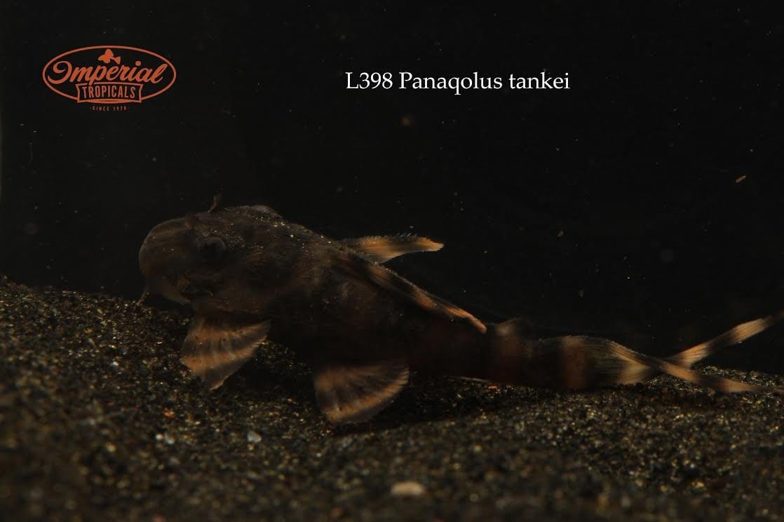 L398 Tanke Tiger Pleco - Rare Freshwater Aquarium Fish for Planted Tanks & Community Aquariums | Perfect for Tropical Fish Tanks, Aquatic Decor & Fish Breeding