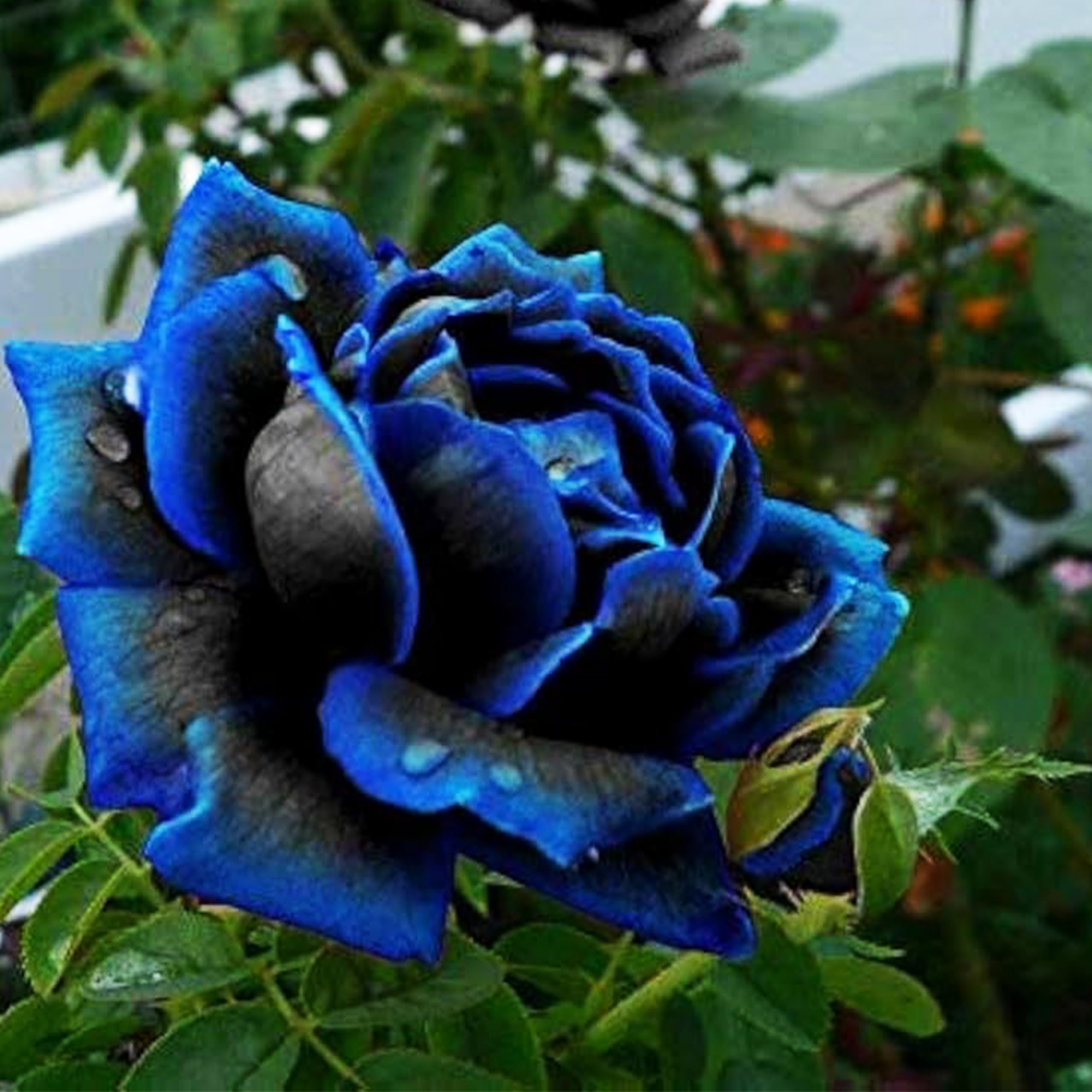 KVITER 20 Midnight Supreme Rose Seeds - Dark Blue Fragrant Perennial Roses for Bouquets | Outdoor Garden & Container Planting | Perfect for Wedding Decor, Landscaping & Gift Giving
