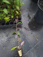 Okinawa Spinach Live Plant - Large, Healthy, Pesticide-Free | Perfect for Home Gardens, Indoor Herb Growing & Organic Cooking