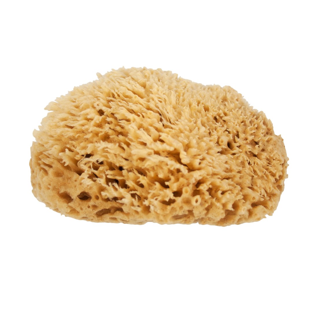 Premium Natural Sea Wool Sponge for Face & Body – Eco-Friendly, Hypoallergenic Bath & Shower Sponge – Gentle Exfoliation for Sensitive Skin – Perfect for Daily Skincare & Spa Use