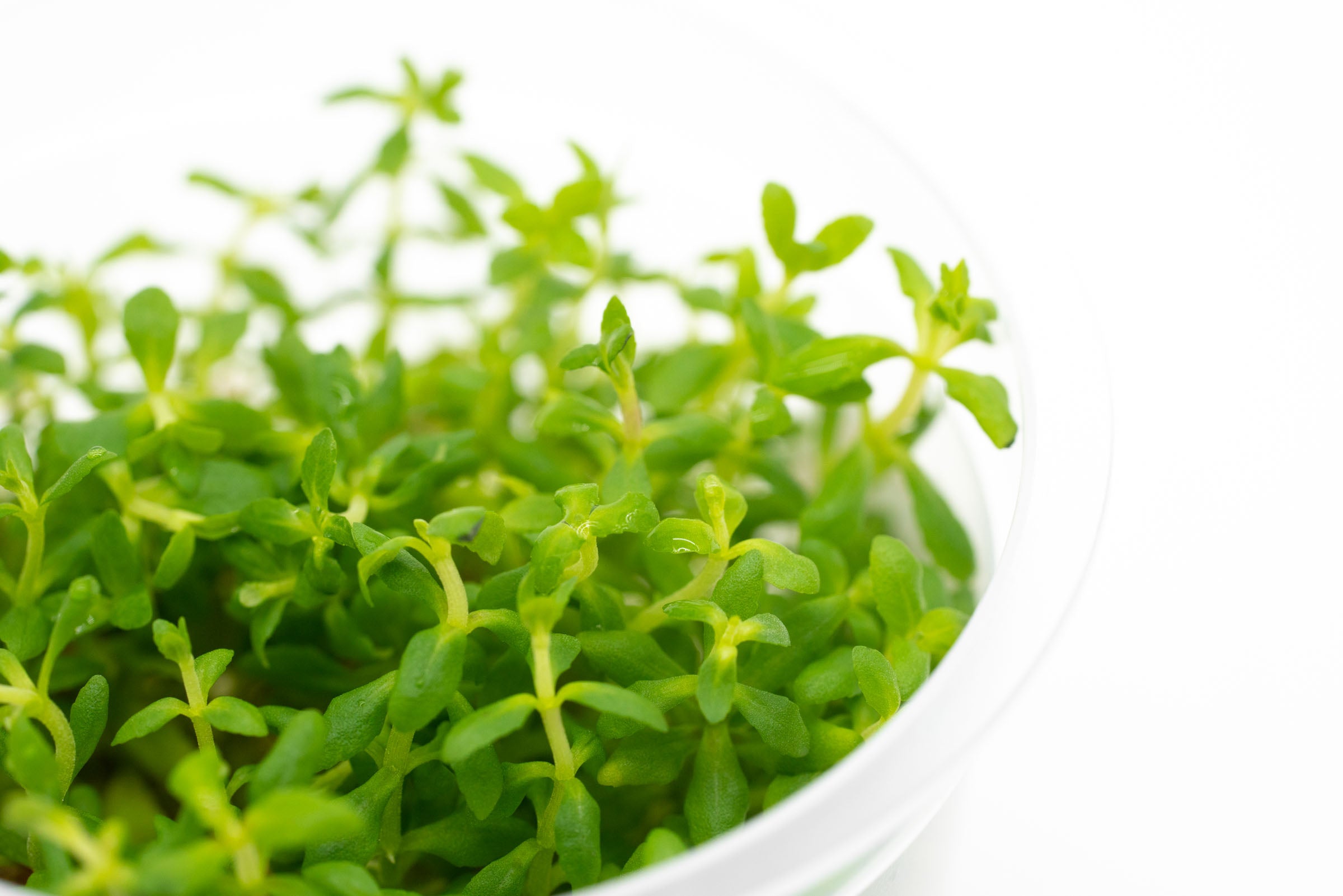 Limnophila Sp. Aquatic Plant for Freshwater Aquariums - Perfect for Fish Tanks, Aquascaping & Natural Habitat Decoration