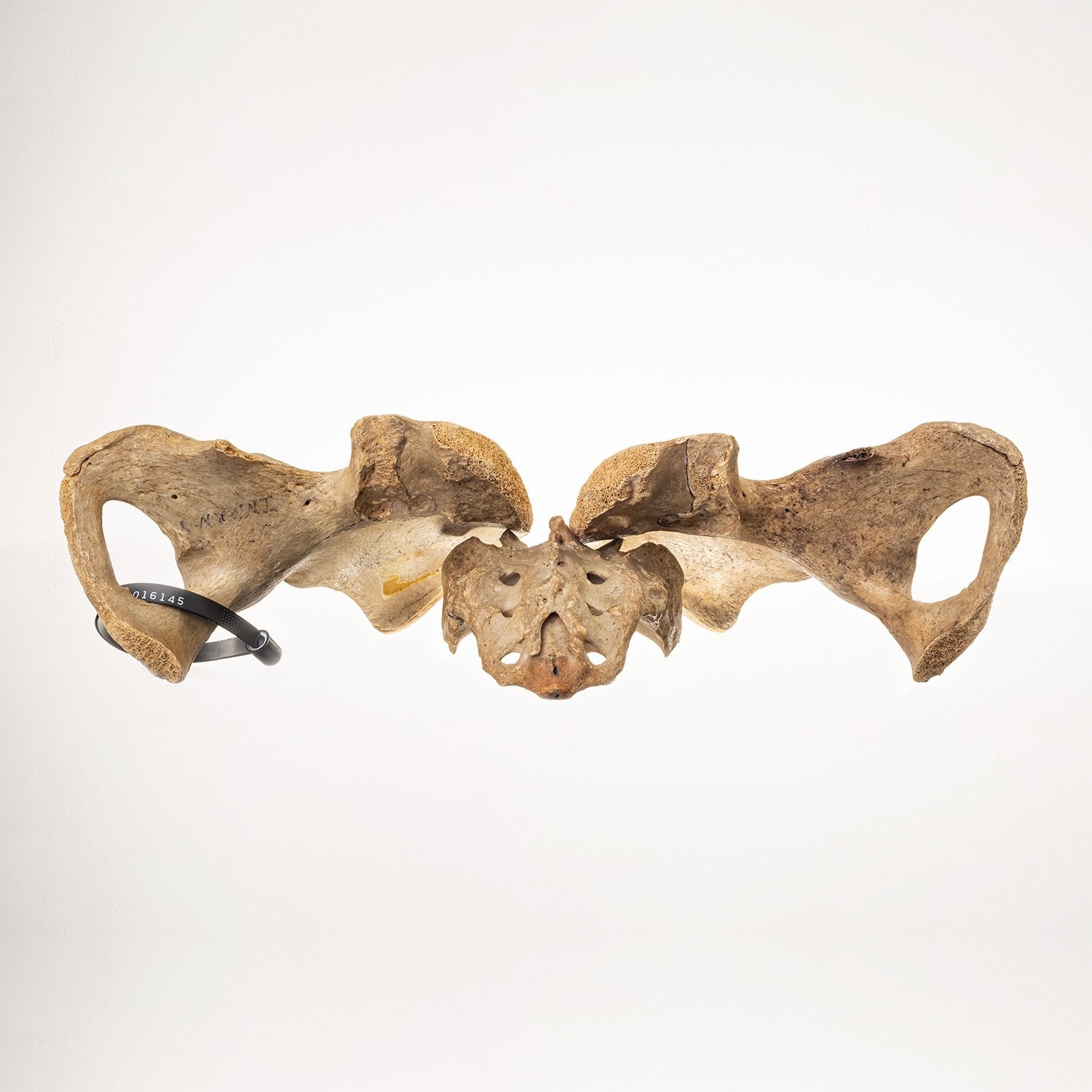 Antique Real Human Pelvis and Sacrum Bone - Medical Education, Anatomy Study & Gothic Decor Collection