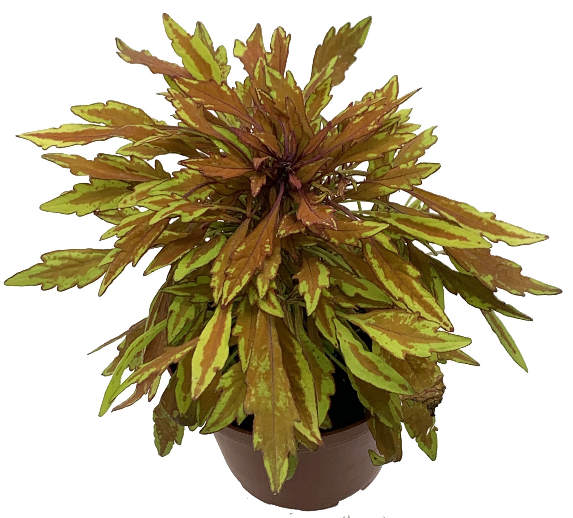 Lion's Mane Mini Copper Plant (Solenostemon) - Fiery Foliage House Plant in 3.7