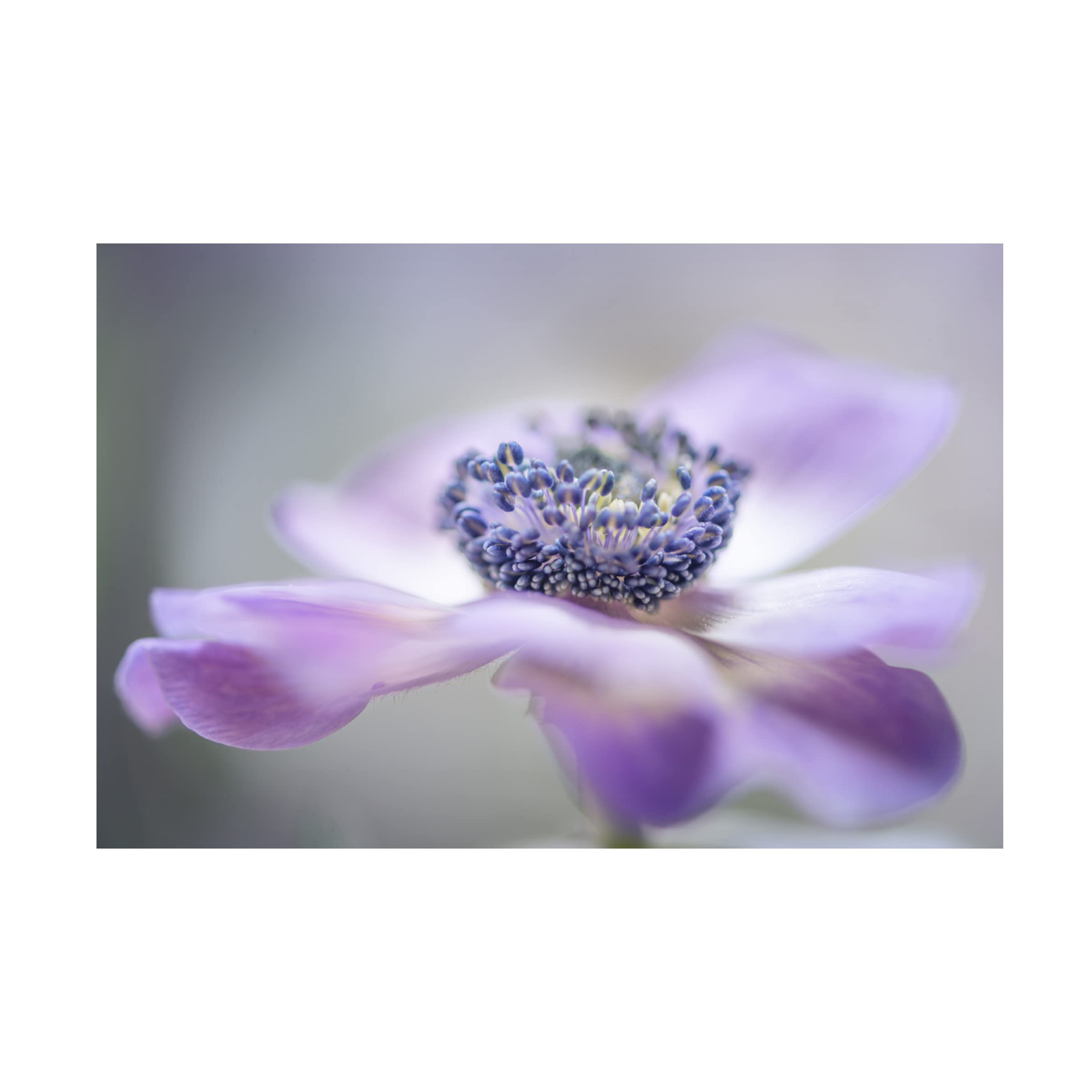 Trademark Fine Art 'Purple Flower' Canvas Wall Art by Keren Or - Elegant Floral Painting for Living Room, Bedroom & Office Decor
