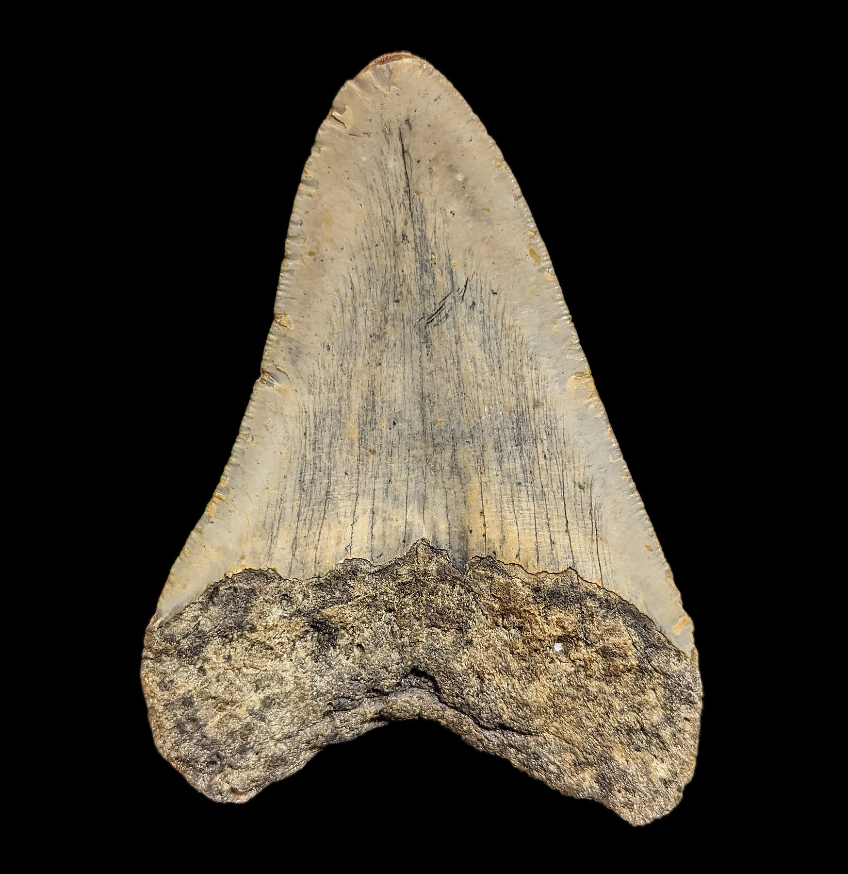 Authentic Megalodon Shark Tooth Fossil with Natural Coral Specimen - Collector's Item #35 - Perfect for Home Decor, Fossil Displays & Educational Gifts
