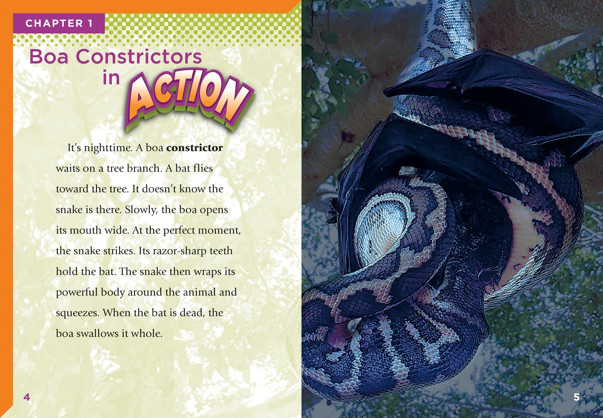 Boa Constrictors for Sale | Live Pet Snakes | Exotic Reptile Pets for Terrarium & Home Decor | Perfect for Reptile Enthusiasts & Unique Pet Lovers