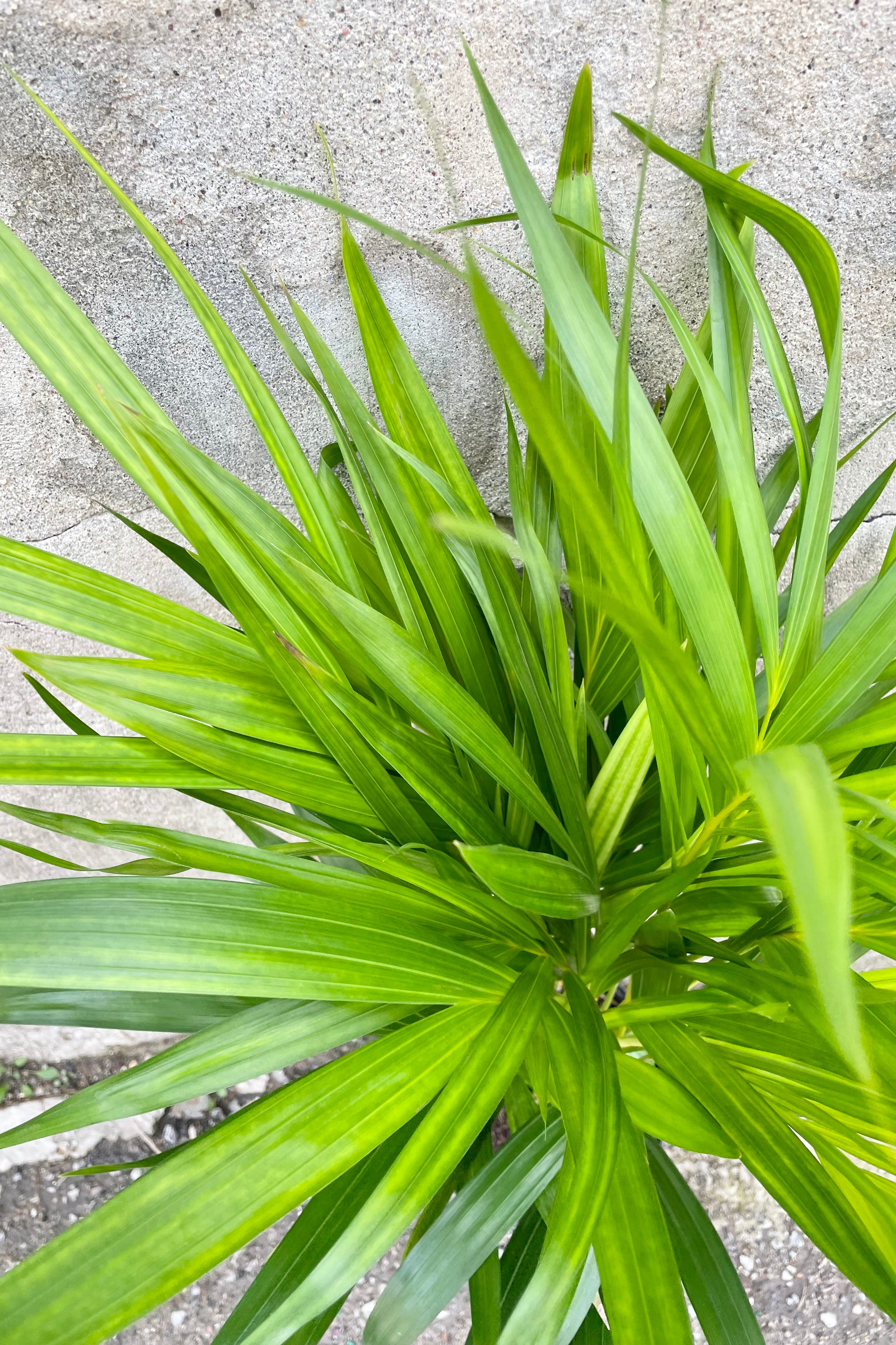 Buy Chrysalidocarpus Lutescens Areca Palm - 6ft Tall Indoor Palm Tree for Home & Office Decor | Perfect for Living Room, Bedroom, and Office Spaces