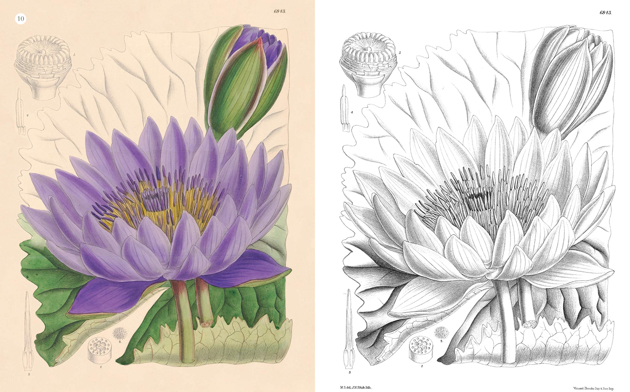 Kew Gardens World of Plants Coloring Book - Botanical Art & Relaxation Activity for Adults & Kids | Perfect for Stress Relief, Mindfulness & Creative Fun