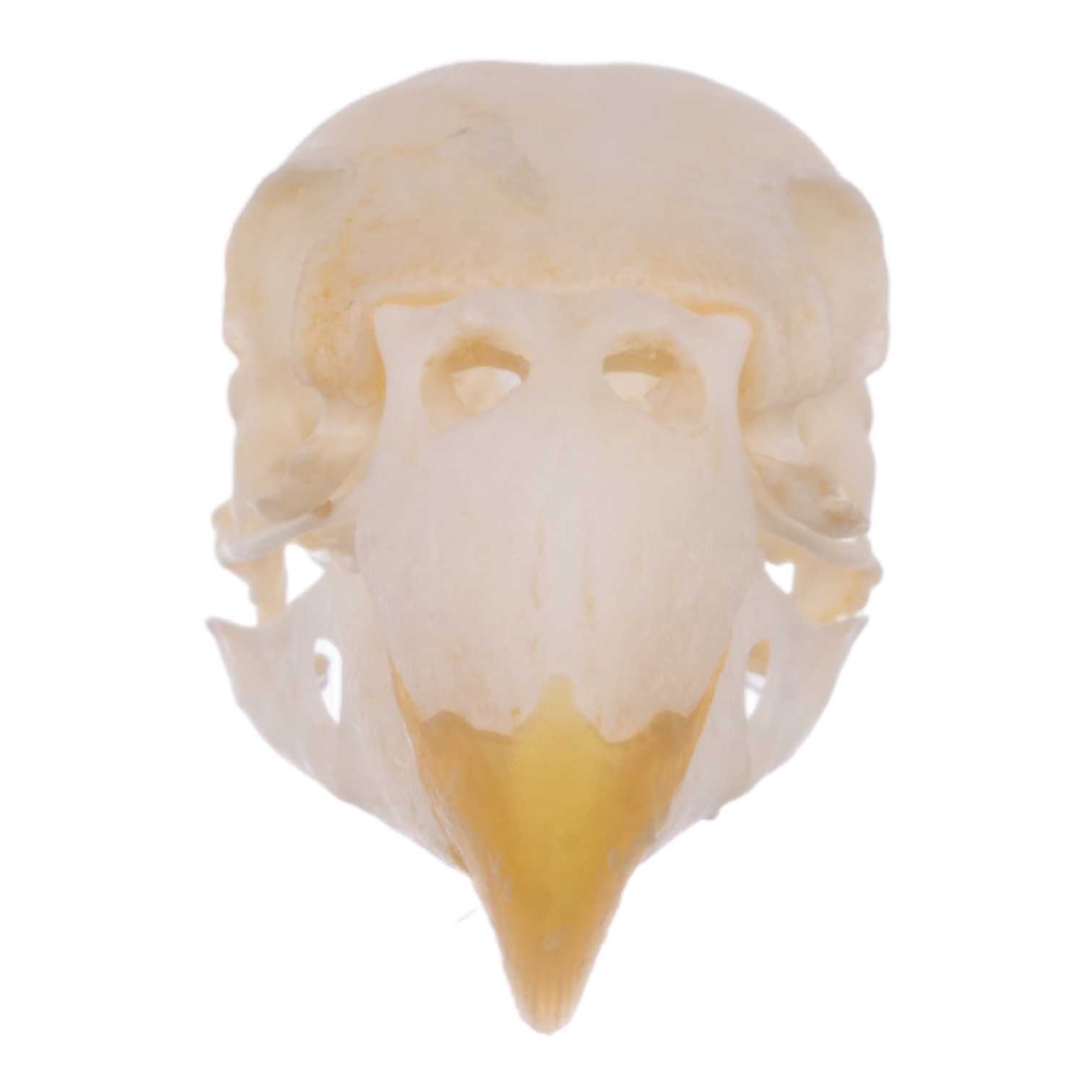Authentic Real Parrot Skull - Unique Taxidermy Collectible for Gothic Decor, Oddity Cabinets & Educational Displays