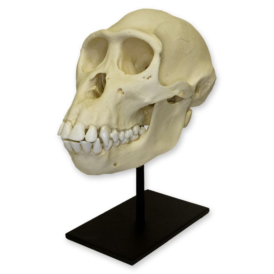 Authentic Female Bonobo Skull Replica - Perfect for Anthropology Studies, Classroom Teaching & Natural History Collections