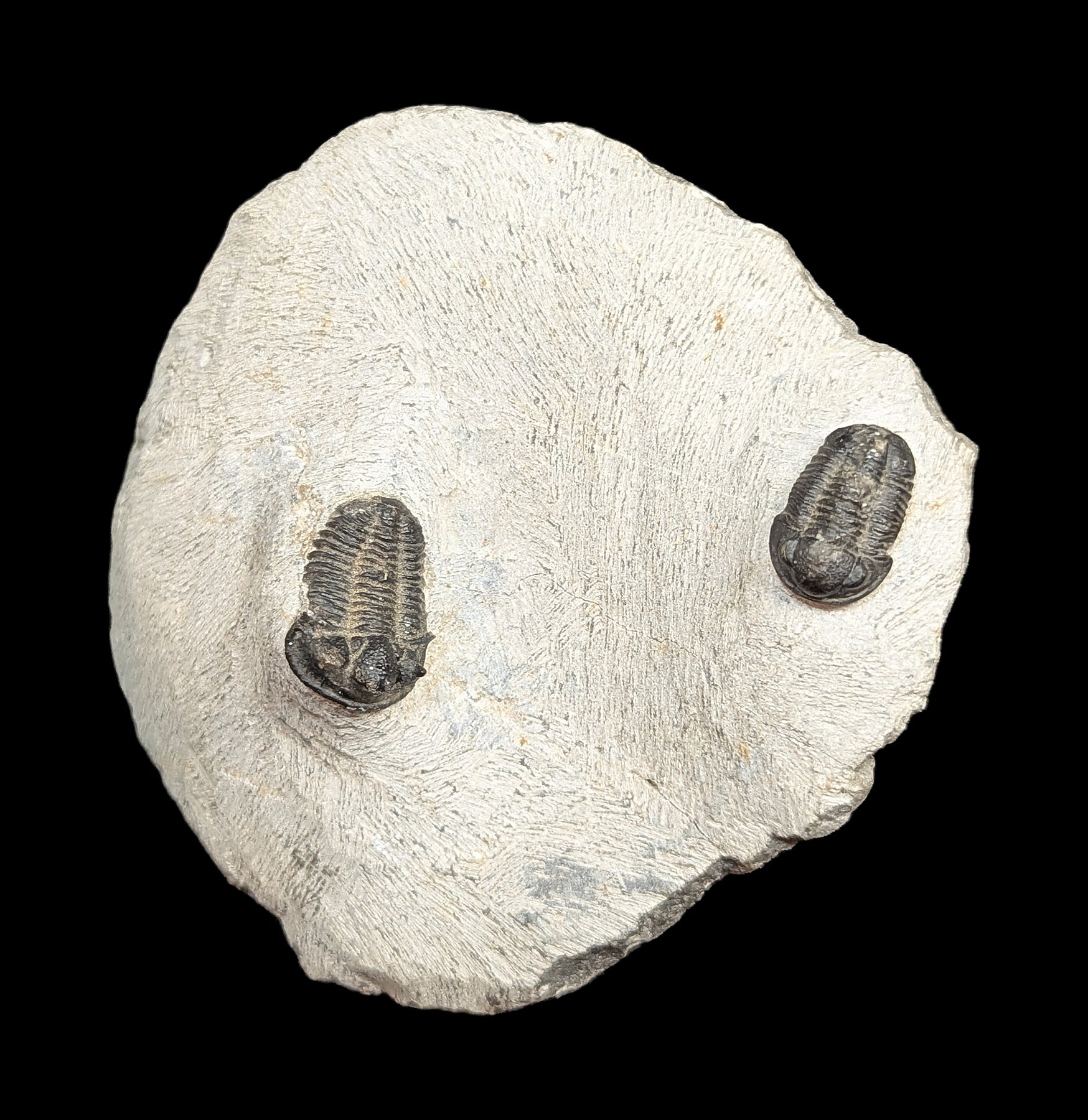 Authentic Fossil Trilobite Phacops Drotops Specimen in Matrix - Perfect for Home Decor, Classroom Education & Paleontology Collections