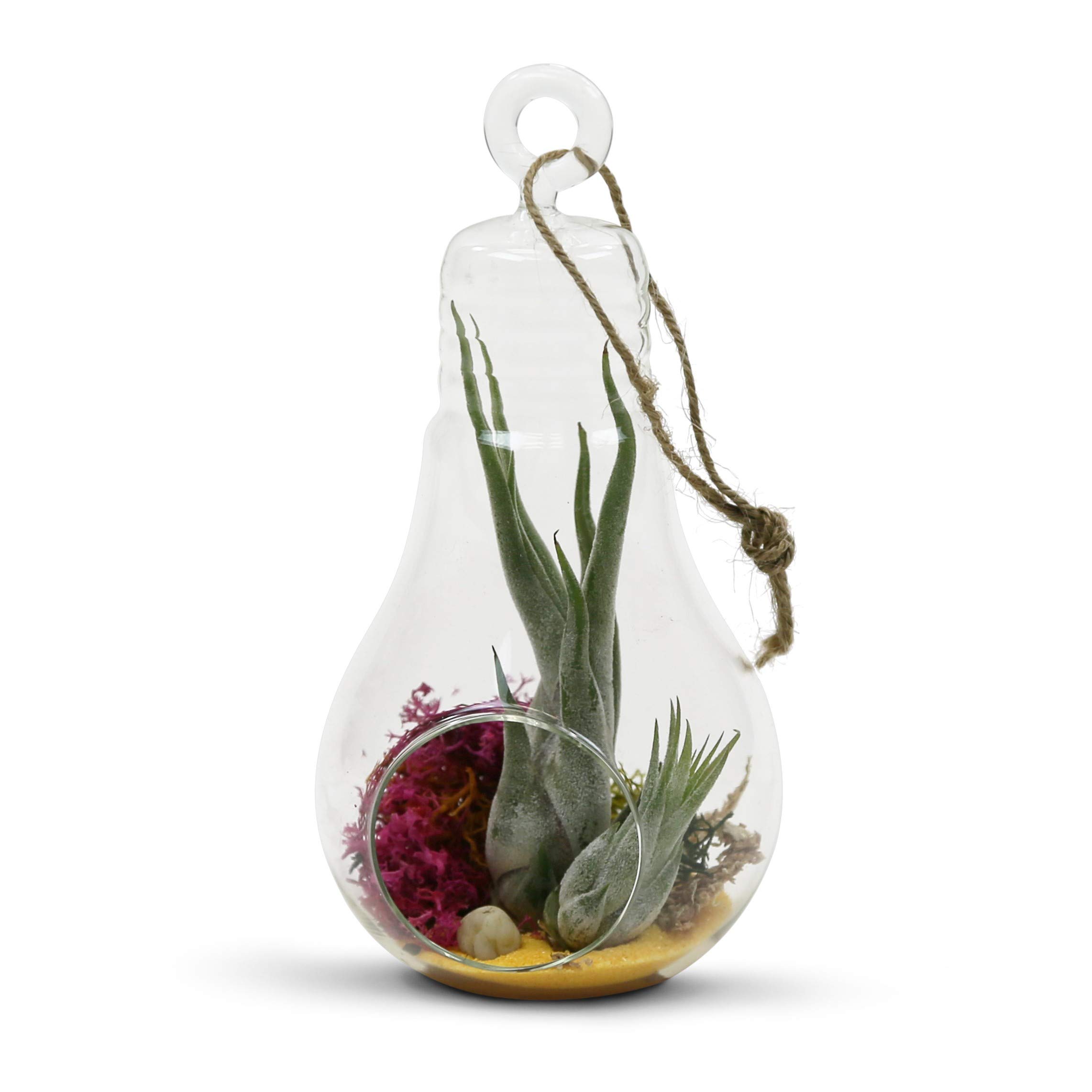Hanging Glass Plant Terrarium - 3