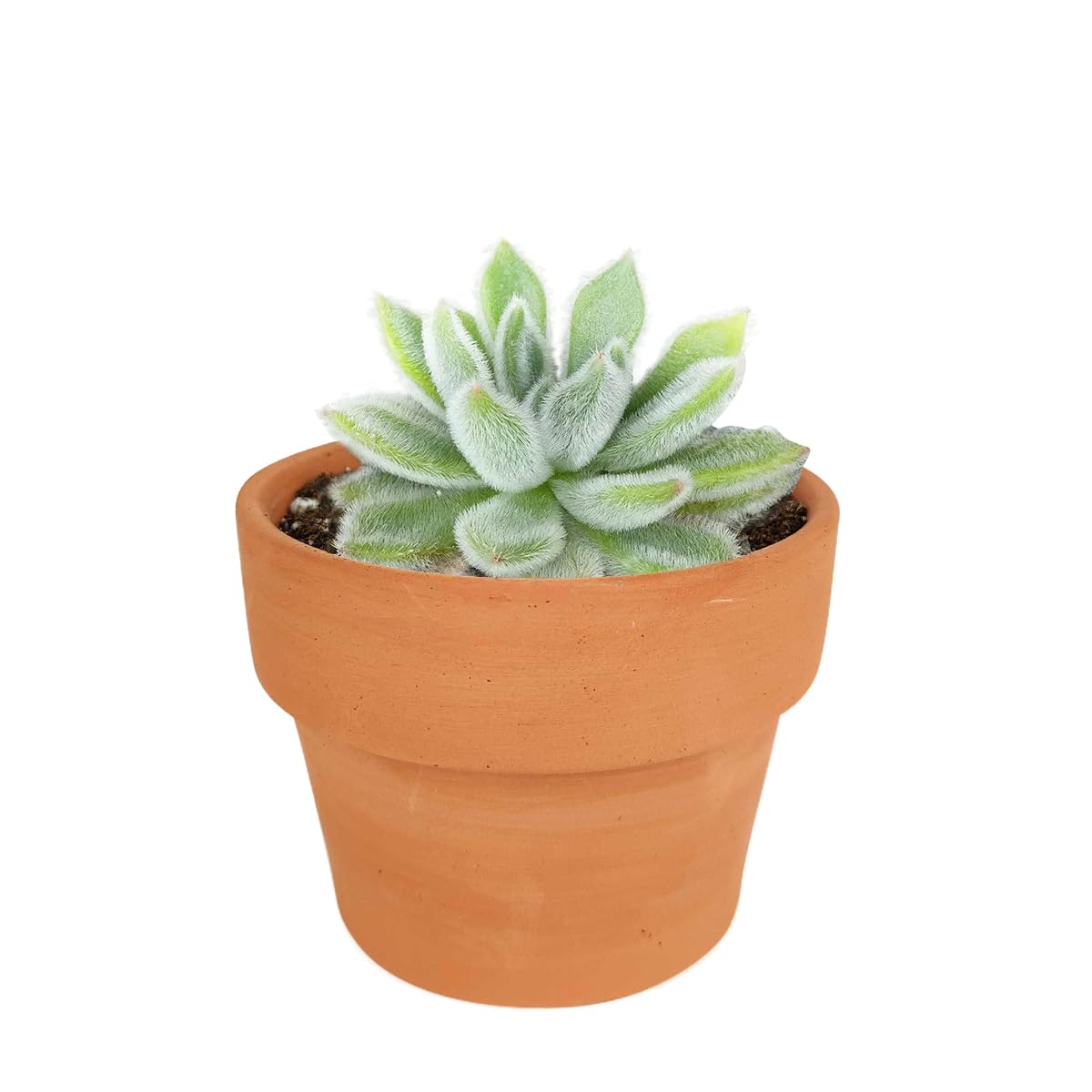 Echeveria Doris Taylor Woolly Rose Succulent Plant - 4 Inch with Clay Pot - Perfect for Indoor Home Decor, Office Desk, and Garden Arrangements