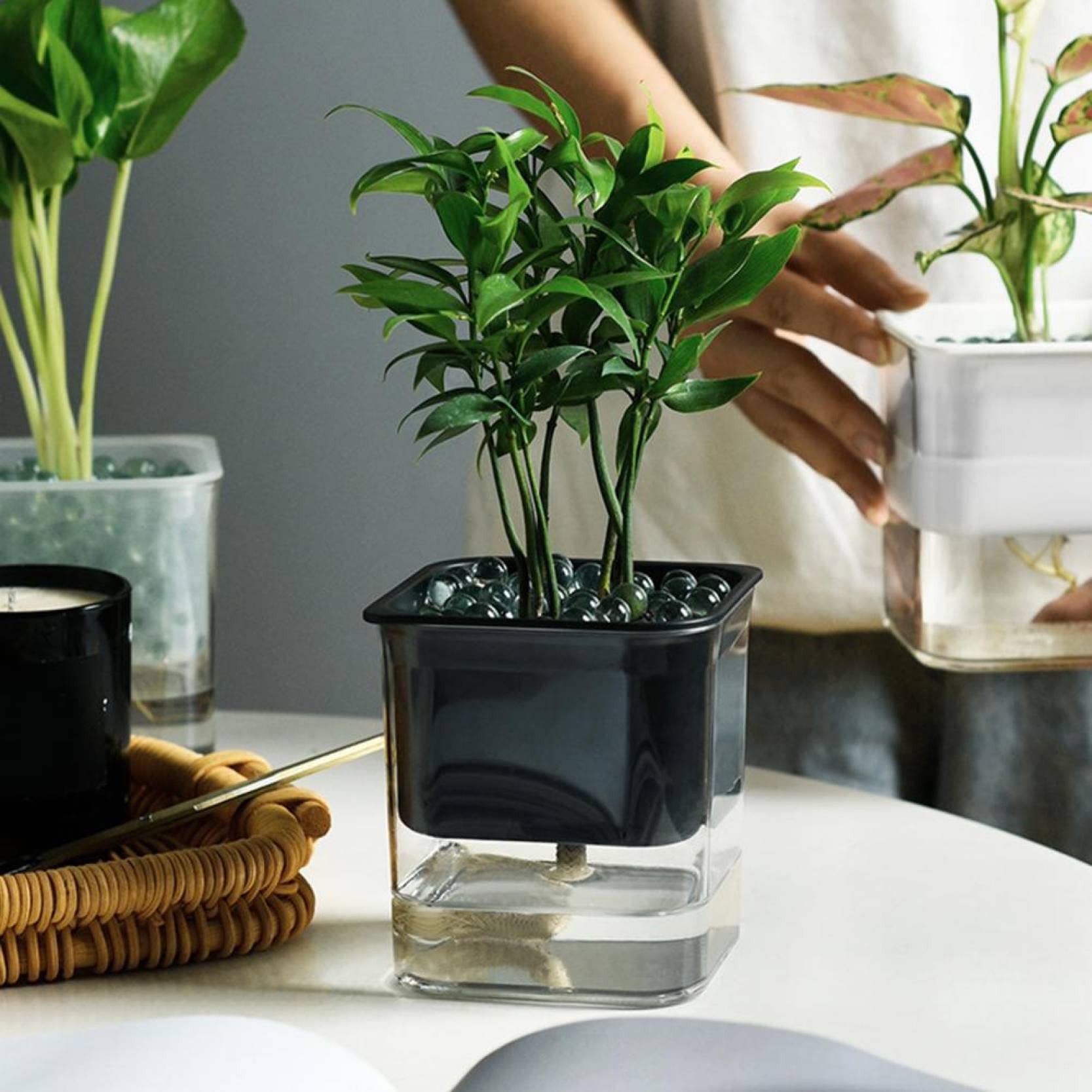 Transparent Self-Watering Square Planter - Modern Flower Pot for Indoor Plants, Succulents & Herbs | Perfect for Home, Office, Balcony & Desk Decor | Auto Water Absorption System for Easy Plant Care