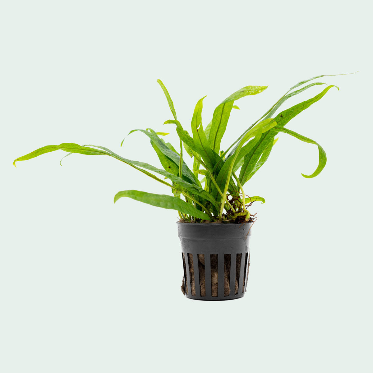 Microsorum Pteropus Philippine Mini - Java Fern Aquatic Plant for Freshwater Aquariums, Perfect for Low Light Tanks and Aquascaping Decor