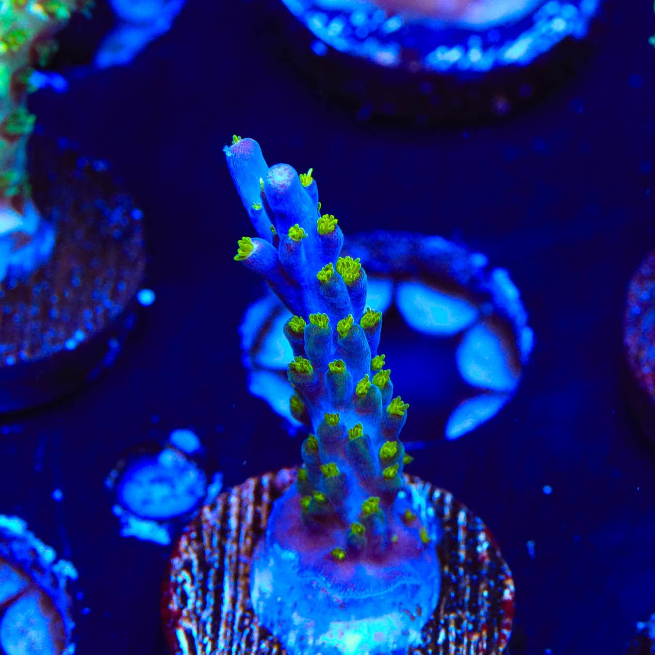 Premium Garf Bonsai Acropora Coral for Saltwater Aquariums - Vibrant Live Coral for Reef Tanks & Marine Aquascaping