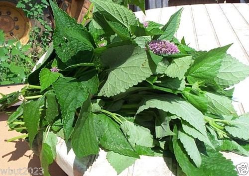 500 Korean Mint Seeds (Agastache Rugosa) - Premium Herb for Sun Tea, Culinary & Medicinal Uses | Perfect for Home Garden, Tea Blends & Aromatherapy