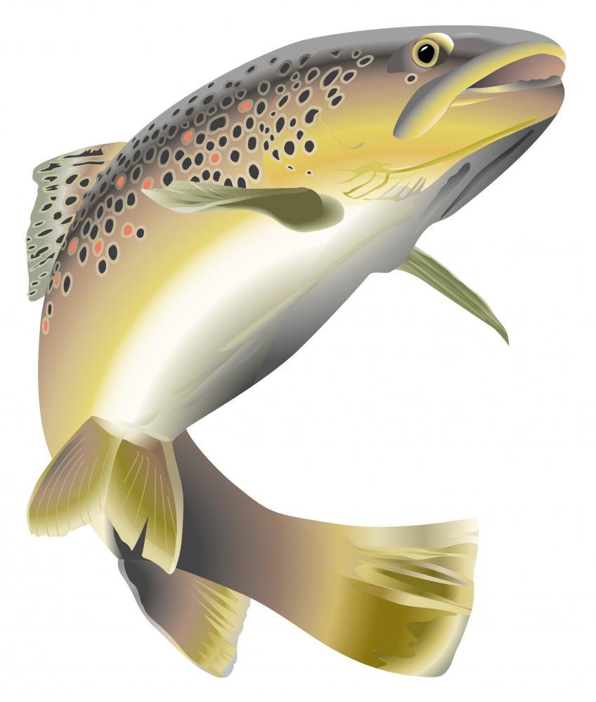 Wallmonkeys Peel and Stick Fish Wall Decal - 24x20 Inch Trout Wildlife Fabric Wall Sticker for Home, Office, or Kids Room Decor - Easy to Apply & Removable