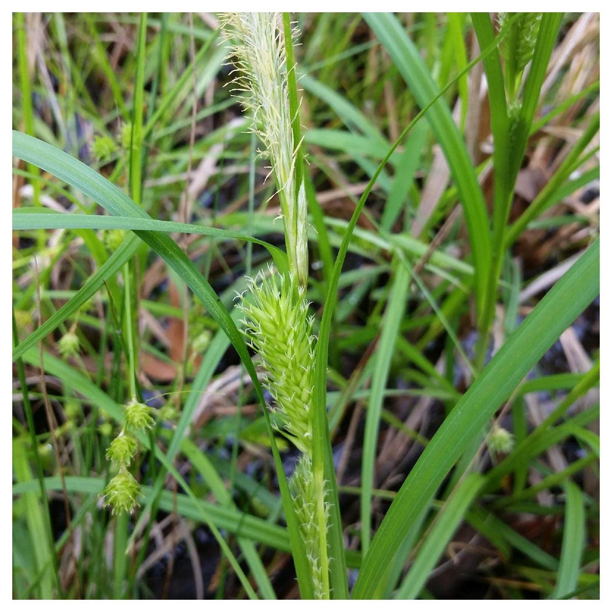 Everwilde Farms - 1/4 Lb Common Hop Sedge Native Grass Seeds - Gold Vault Packaging - Ideal for Landscaping, Erosion Control & Wildlife Habitats