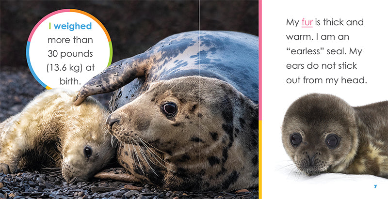 Baby Seals Book ISBN 9781640262515 - Fun and Educational Children's Storybook for Bedtime Reading & Early Learning