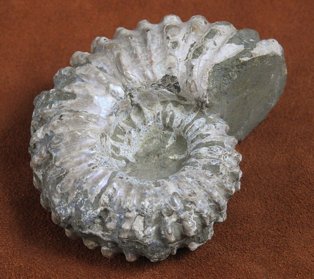 Authentic Ammonite Fossil from Morocco - Natural Stone for Home Decor, Jewelry Making & Collection - Perfect for Gifts, Meditation & Healing Crystals