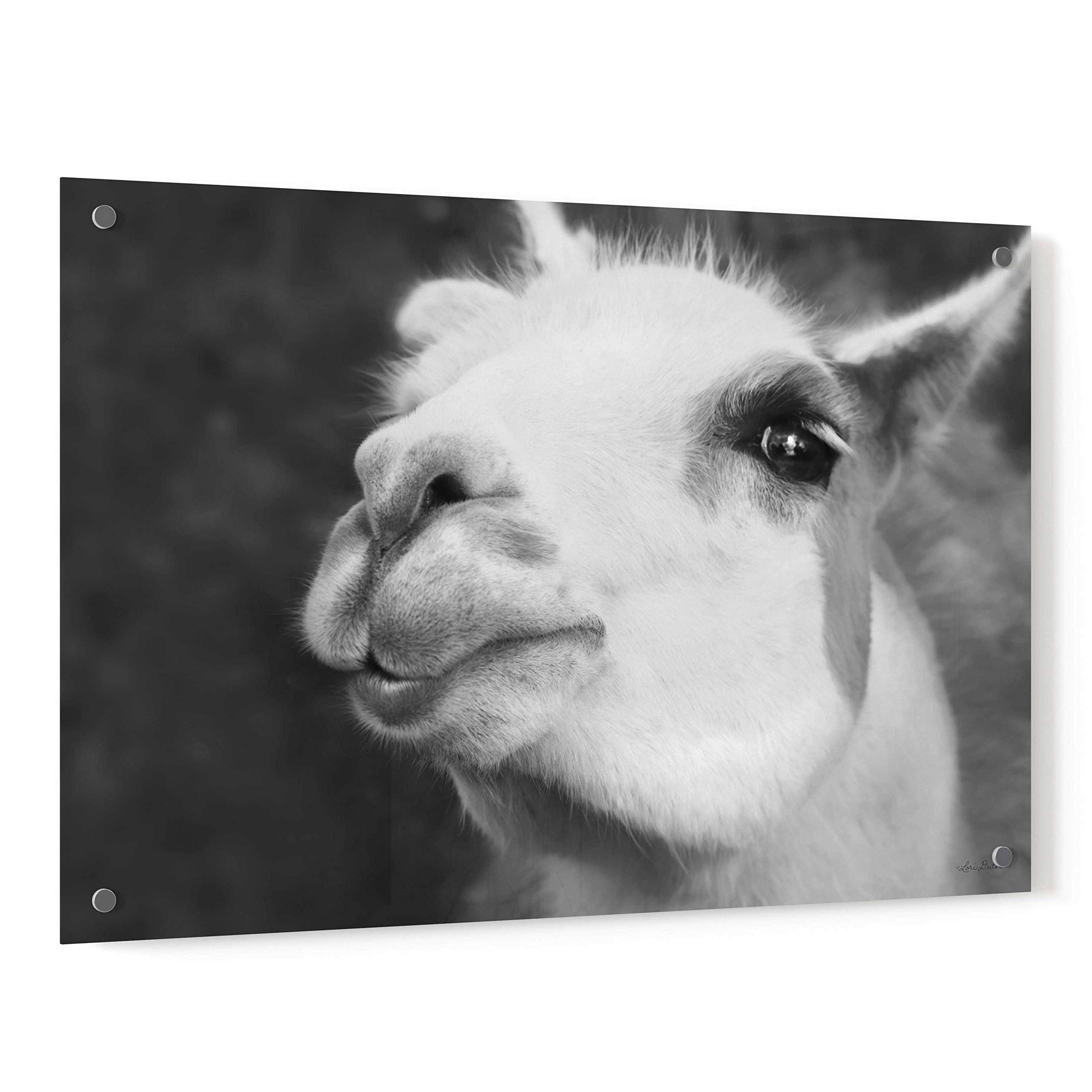 Lake Tobias Alpaca Acrylic Glass Wall Art Painting by Lori Deiter - 36x24 Inches Modern Home Decor for Living Room, Bedroom & Office