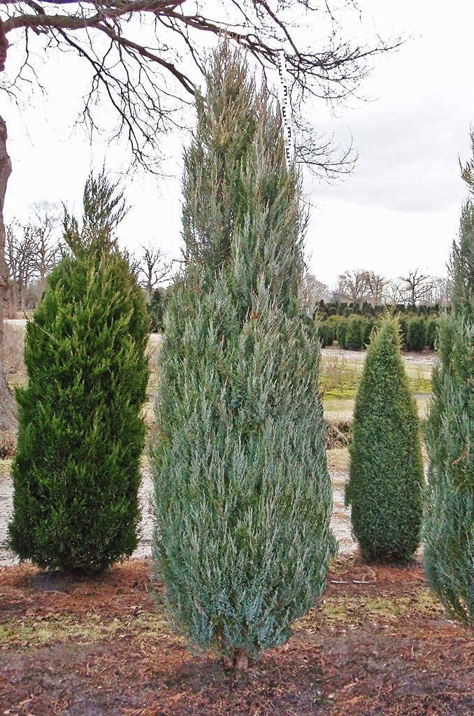 Skyrocket Juniper (Juniperus Scopulorum) - 5 Live 4-Inch Potted Evergreen Trees - Formal Upright Landscape Plants for Garden, Patio & Outdoor Decor