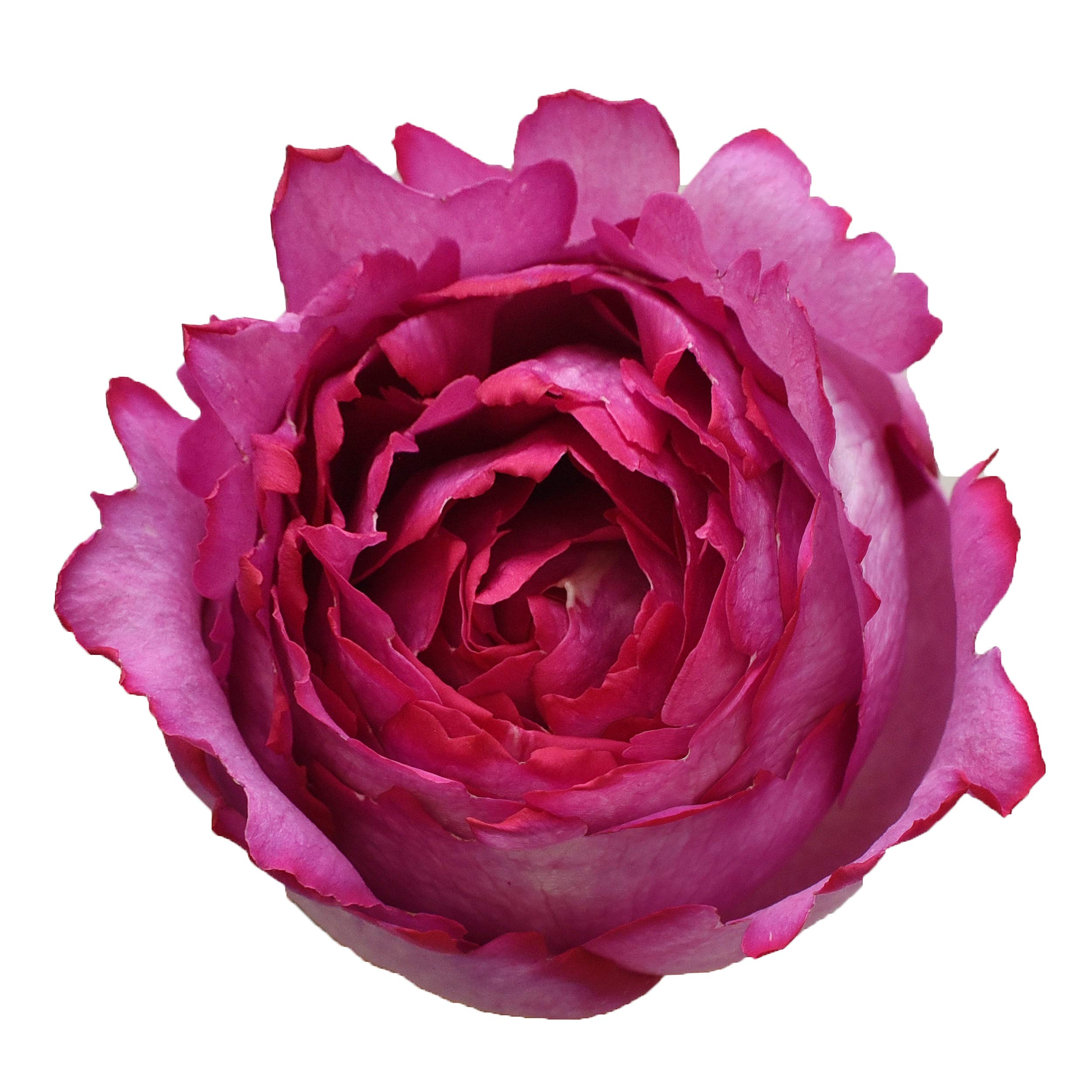 Premium Fresh Cut Garden Roses - Yves Piaget Variety - 36 Stems Bouquet for Weddings, Home Decor & Special Occasions